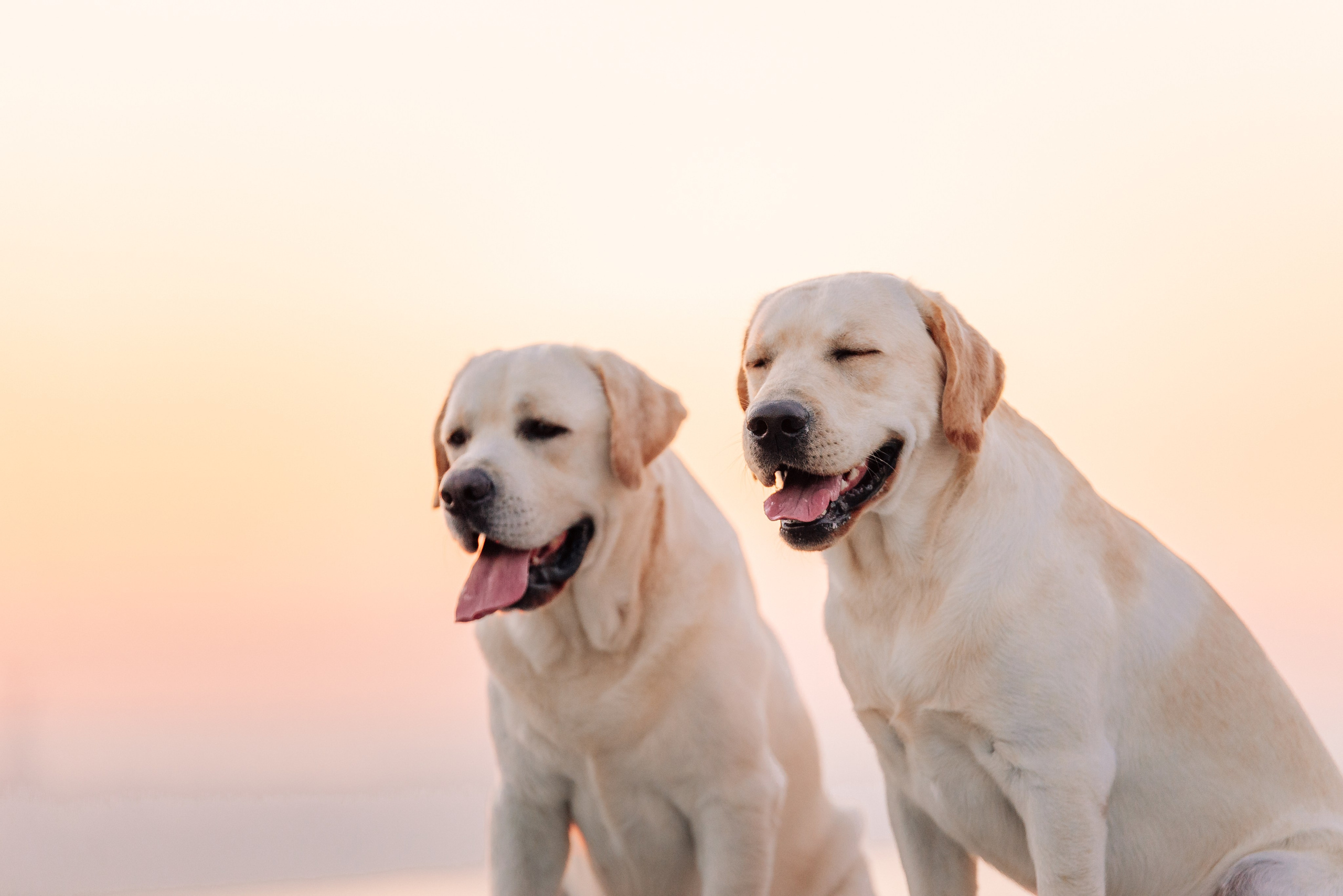 Екатерина, Урал и Бест. Фотограф-анималист Анастасия Парфенова|Екатеринбург