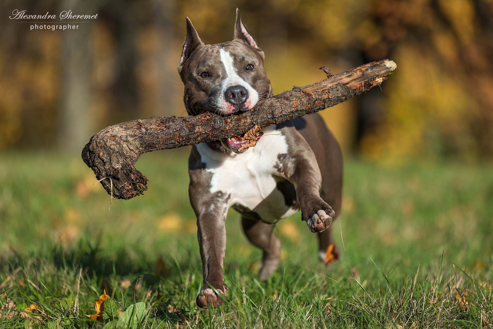 Шерри. Фотограф-анималист Александра Шеремет
