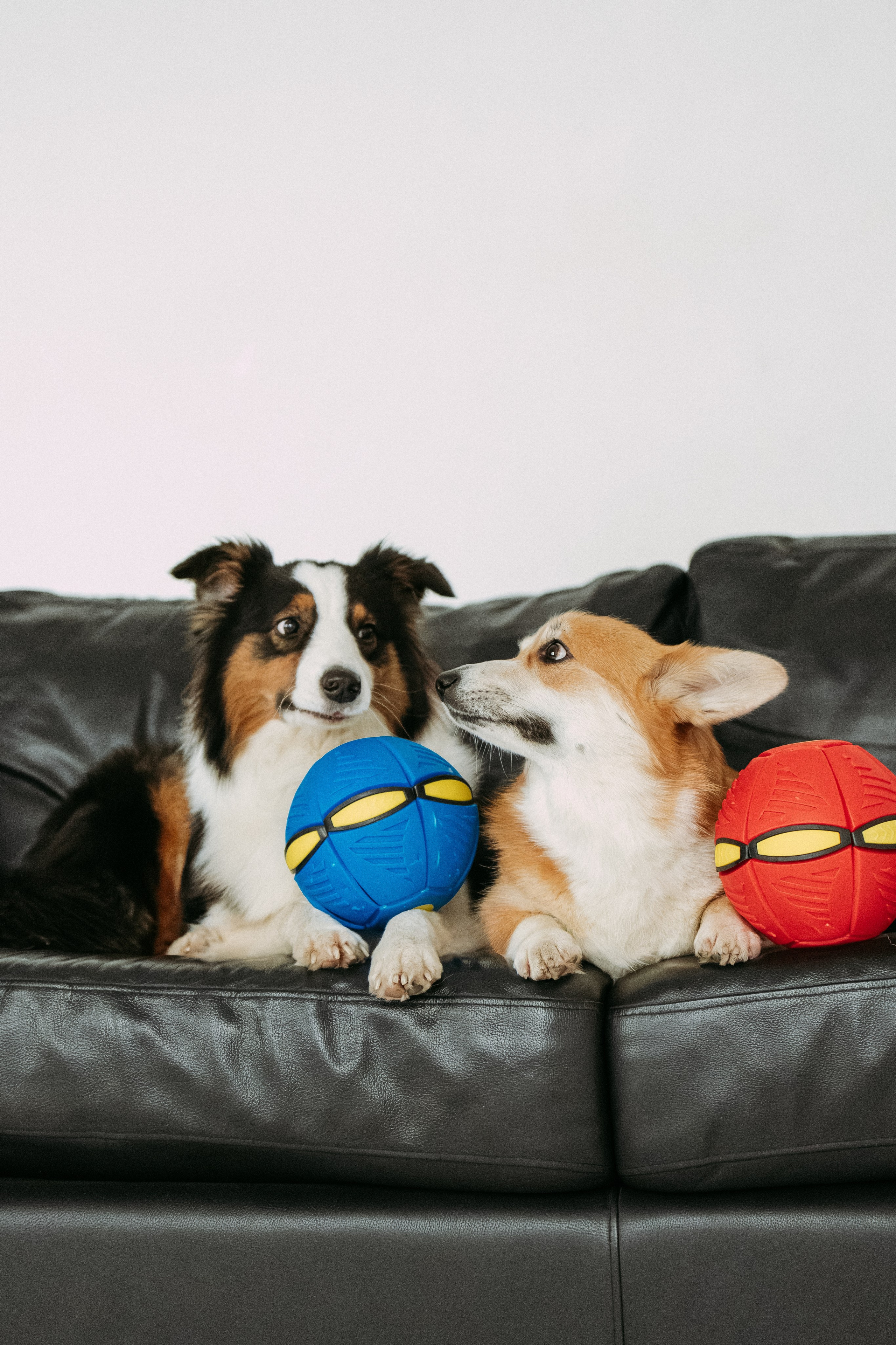 Мячи-попрыгуны. Фотораф — анималист Мария Шистка