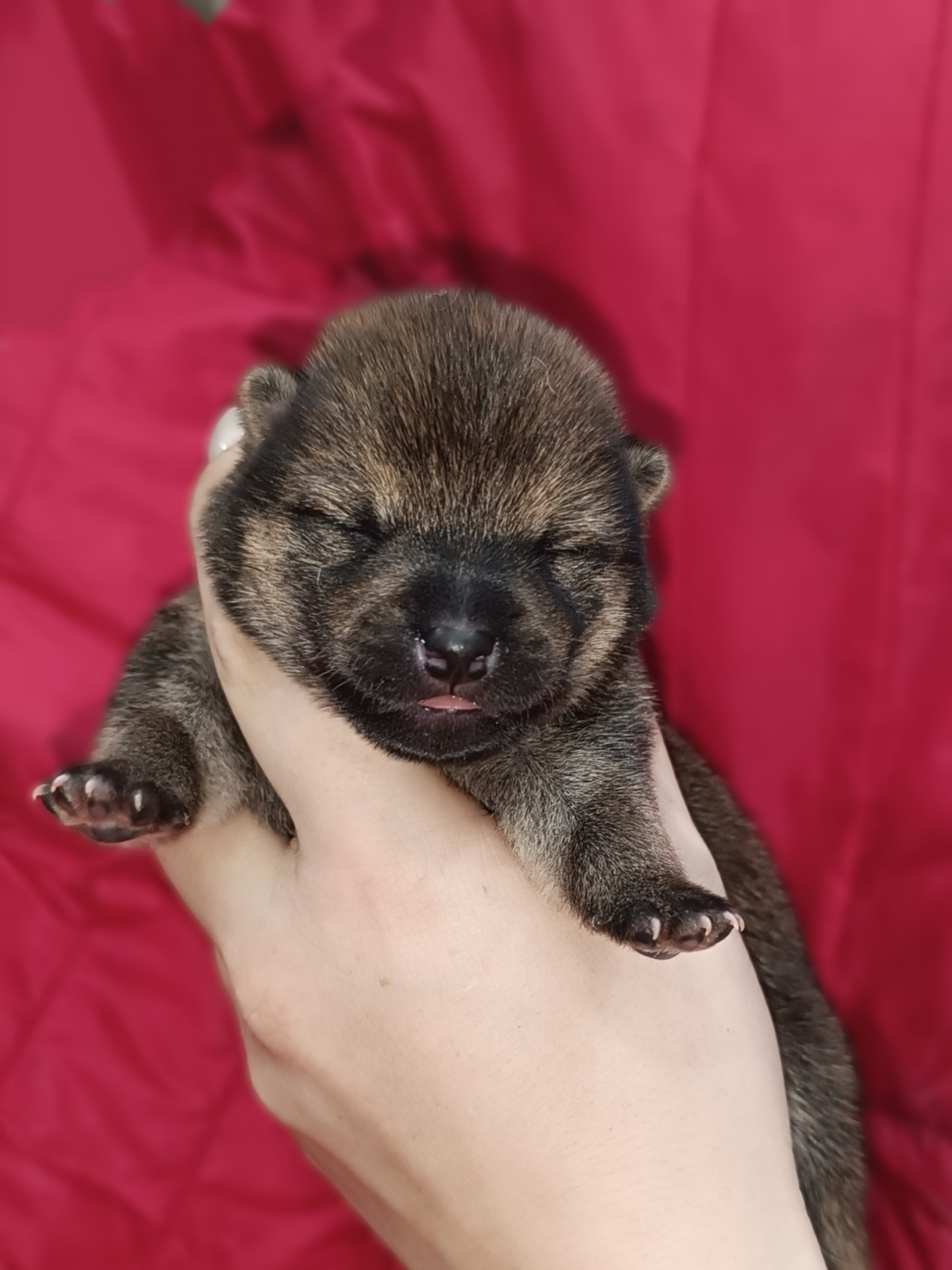 сиба питомник Рубилайт щенки на продажу rubylight  сиба щенки купить СПб Санкт-Петербург 