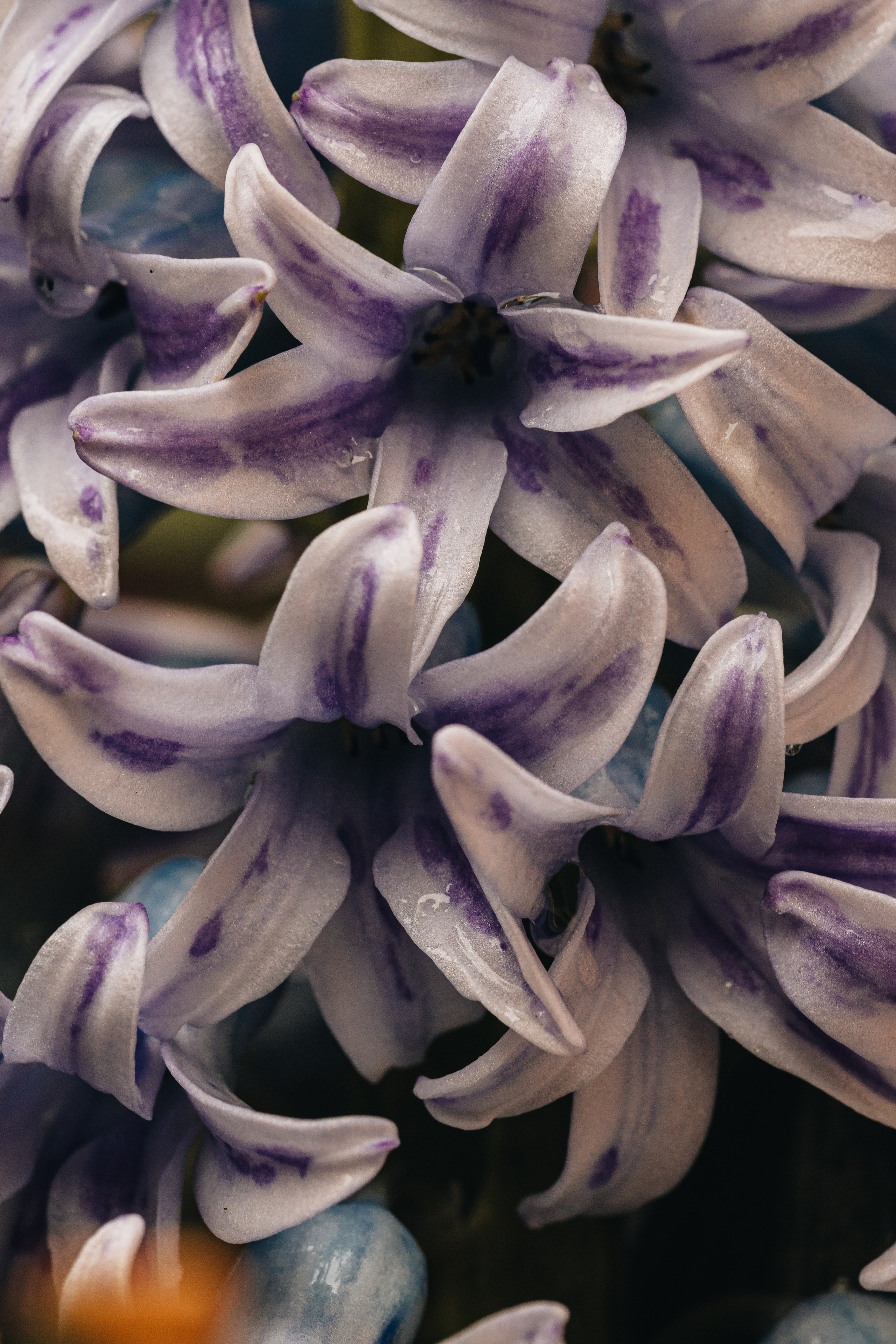 Macro. Фотограф на Юге России