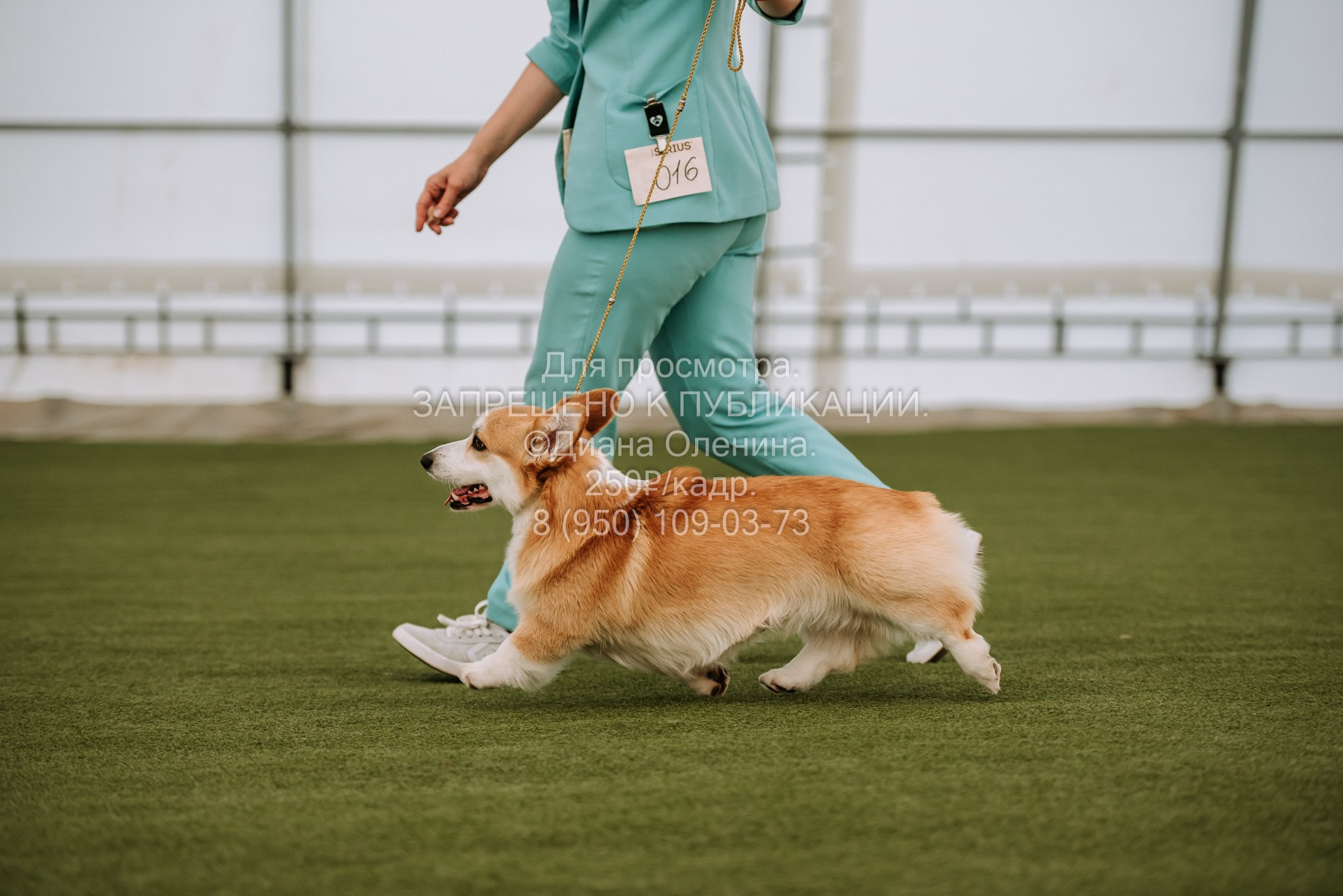 Выставка собак Красноярск 2.06. Фотограф Диана Оленина Красноярск / Братск