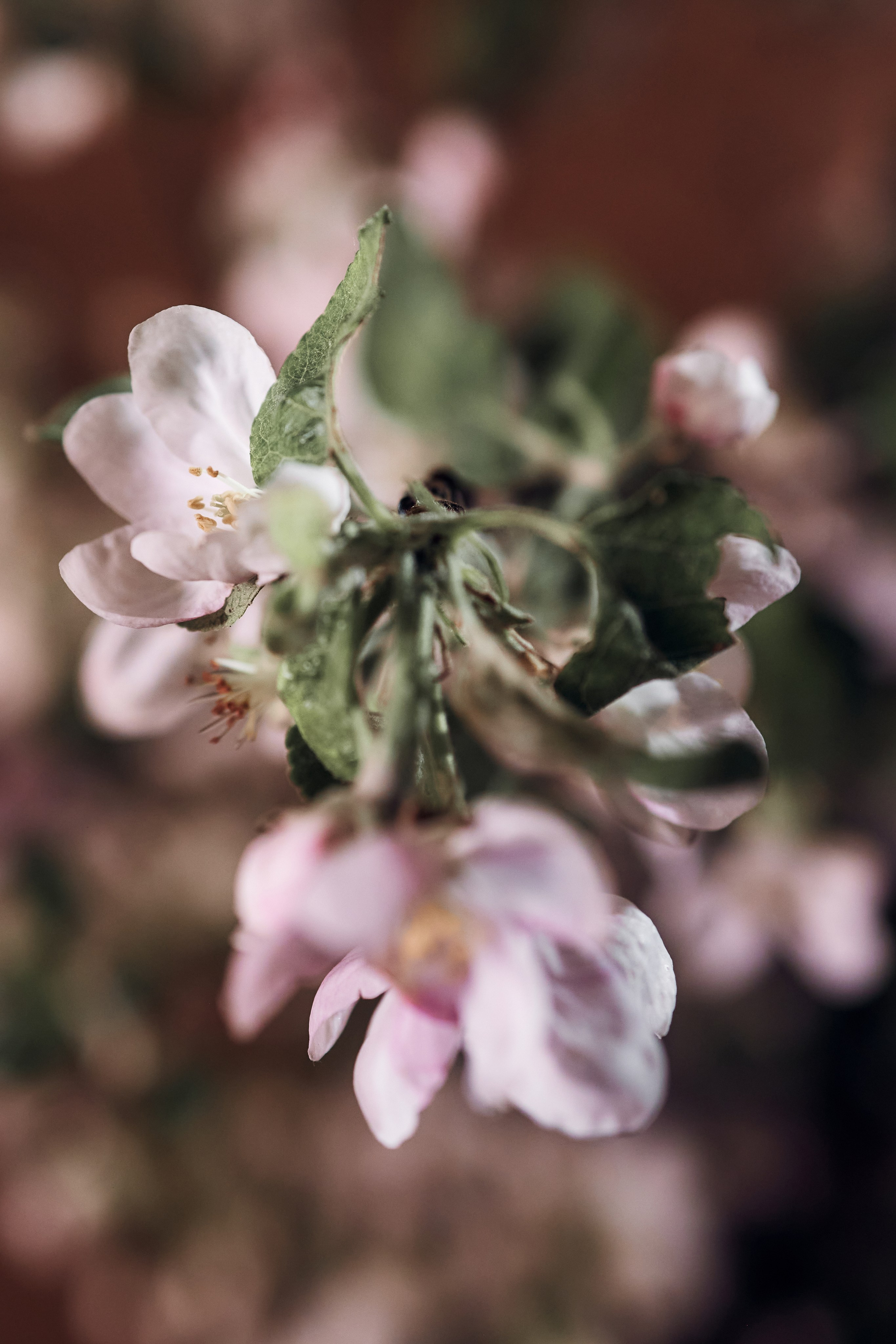 GreyChic dance. Свадебный фотограф в Москве Ольга Коржова