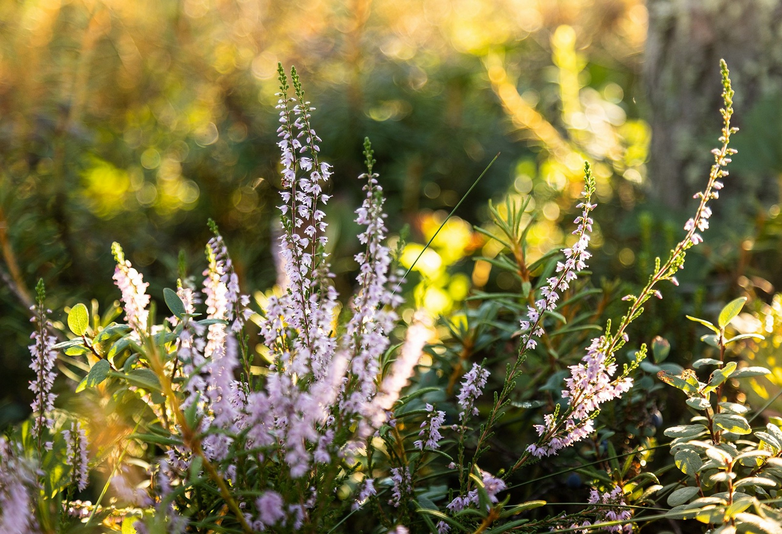 Карельский Перешеек. Фотограф Владимир Медведев