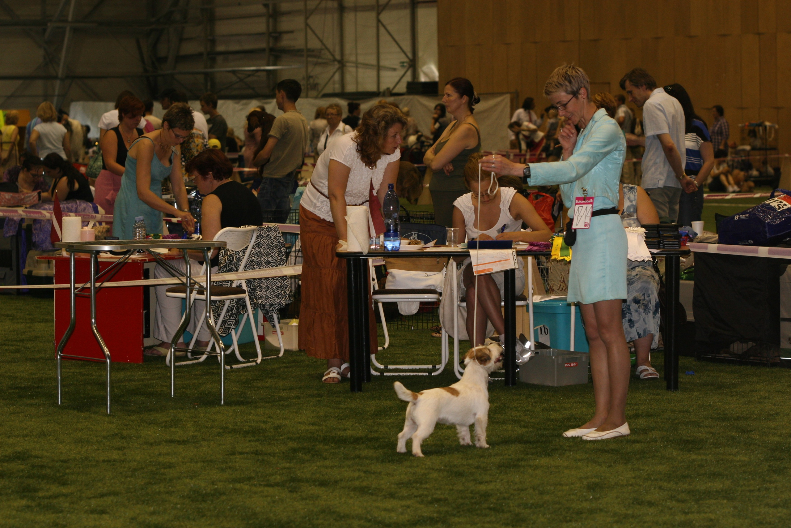 Рига 2011. Lovely-Orange питомник джек рассел терьеров