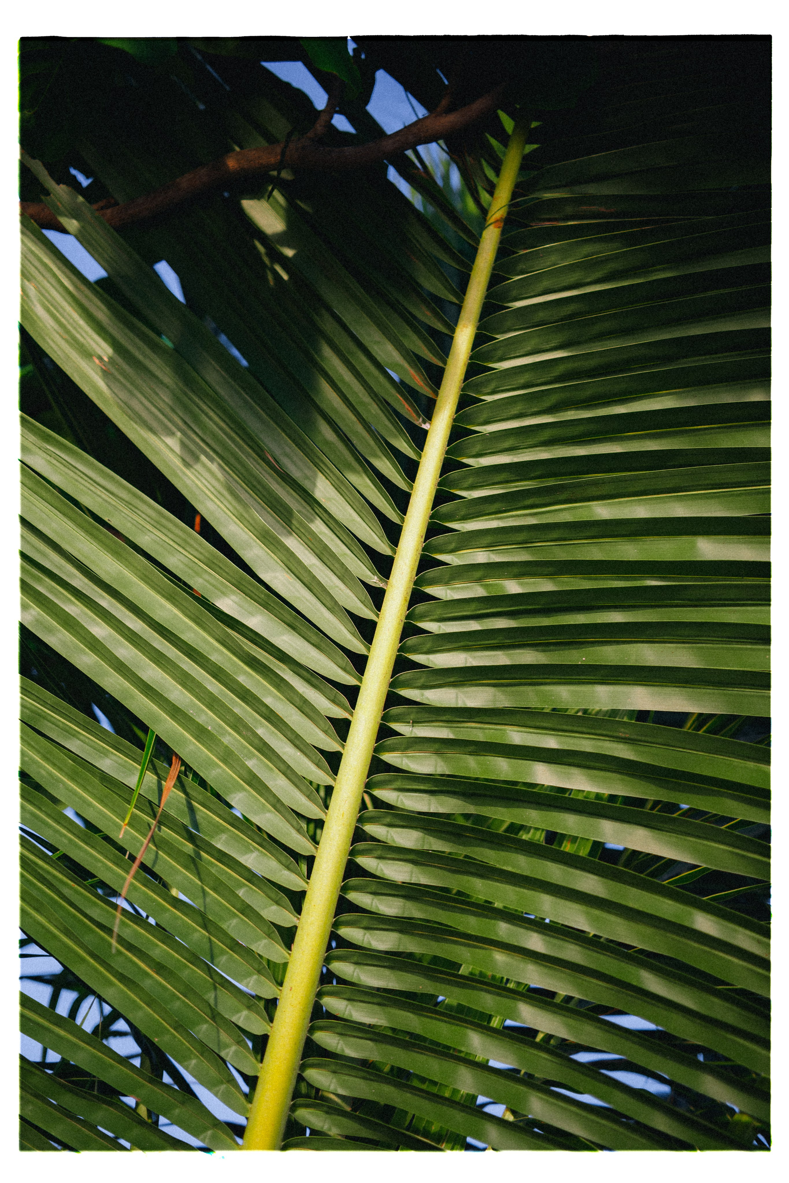 PAHNGAN 26. Свадебный и семейный фотограф Никита Корохов