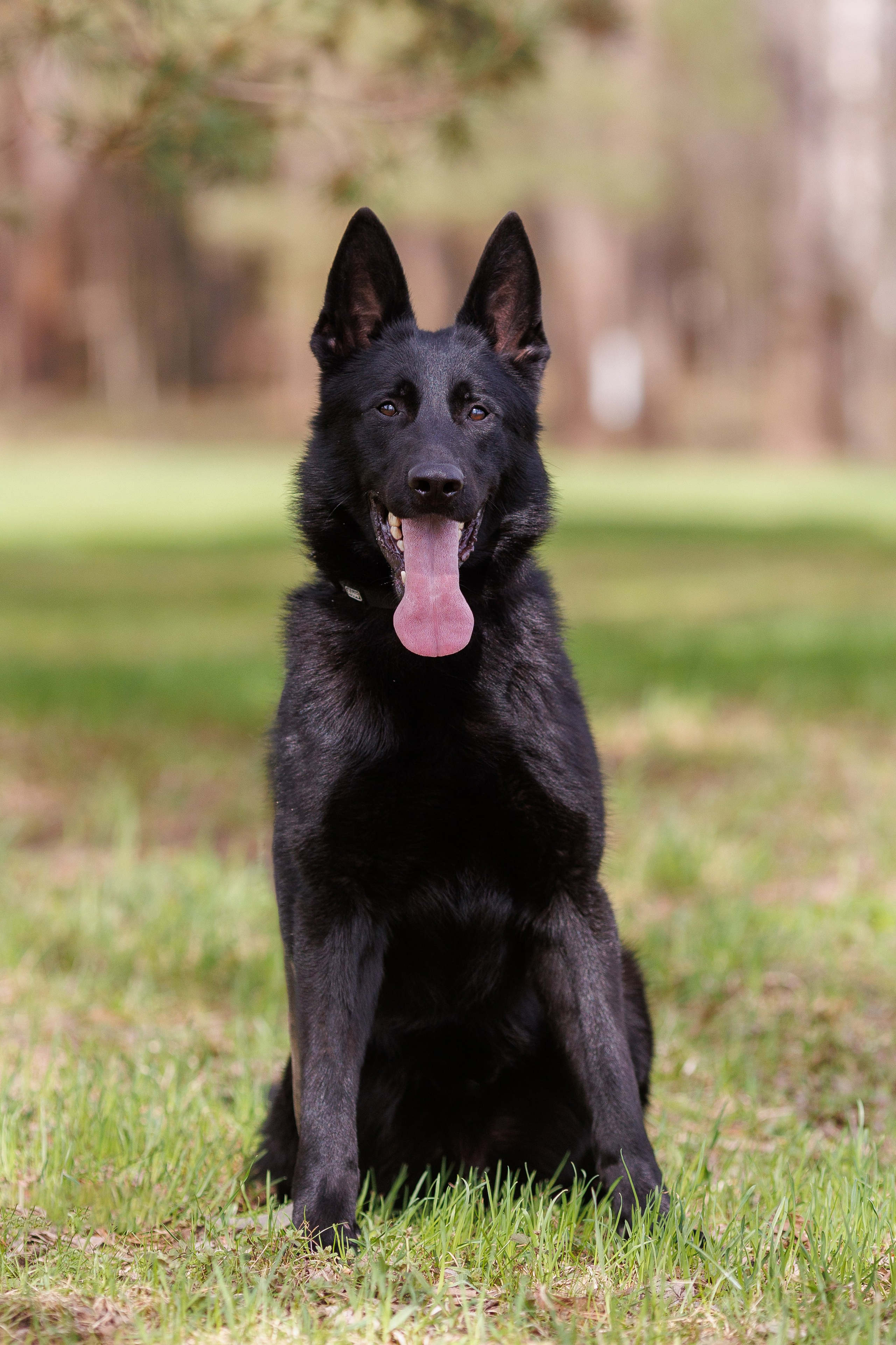 Фотосъемка собак для питомника немецких овчарок. Репортажный фотограф Борис Геер