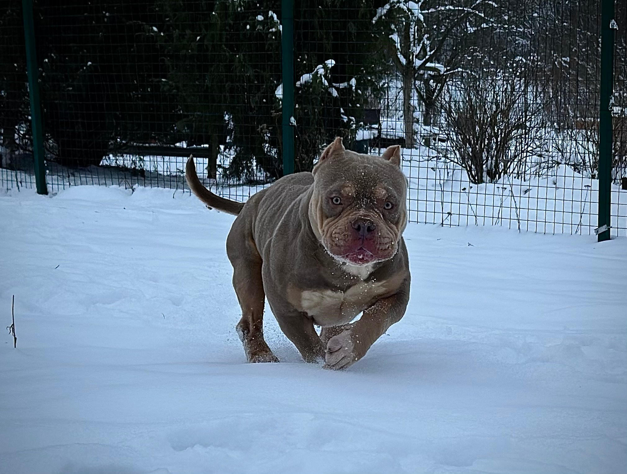 Stark. Питомник американских булли Bounty Pride Bully