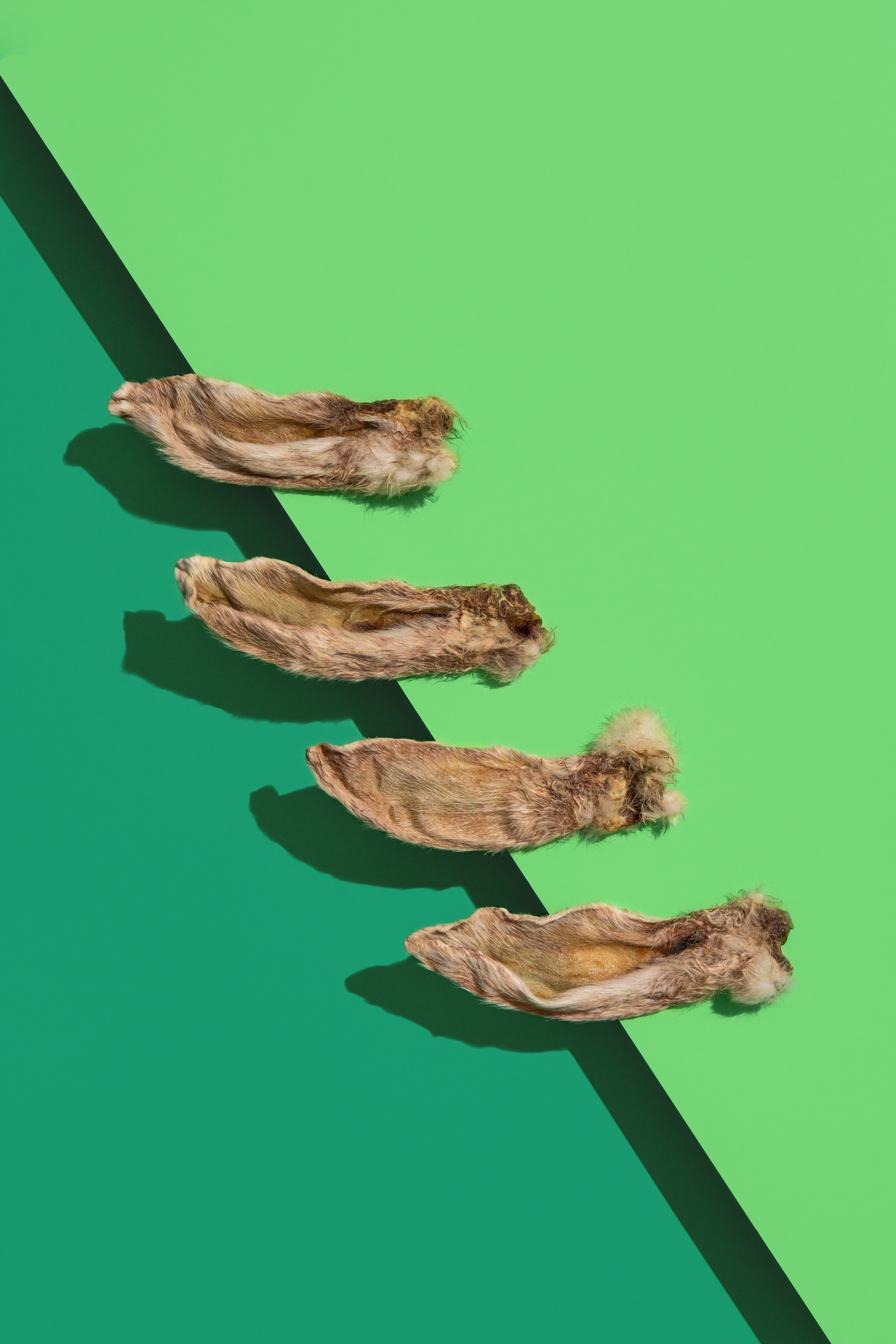 Товары для животных. Оксана Ильенко. Предметный фотограф и сет-дизайнер, Санкт-Петербург