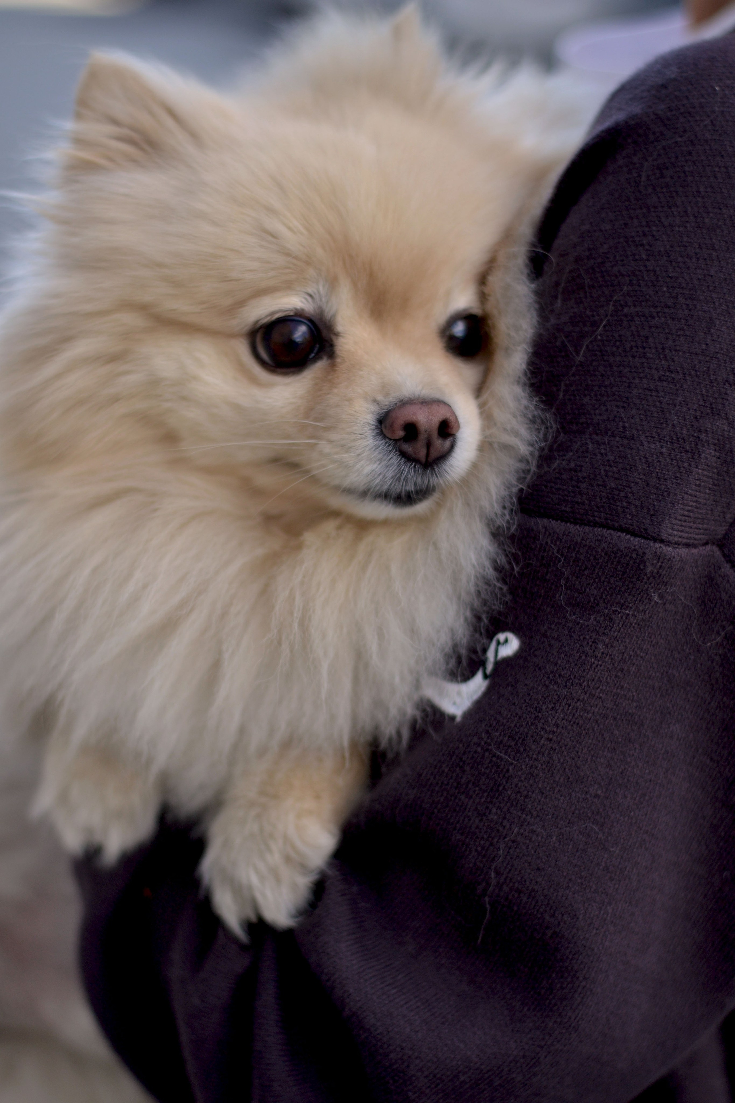 Полина. Фотограф Ольга Дмитриева. Новосибирск