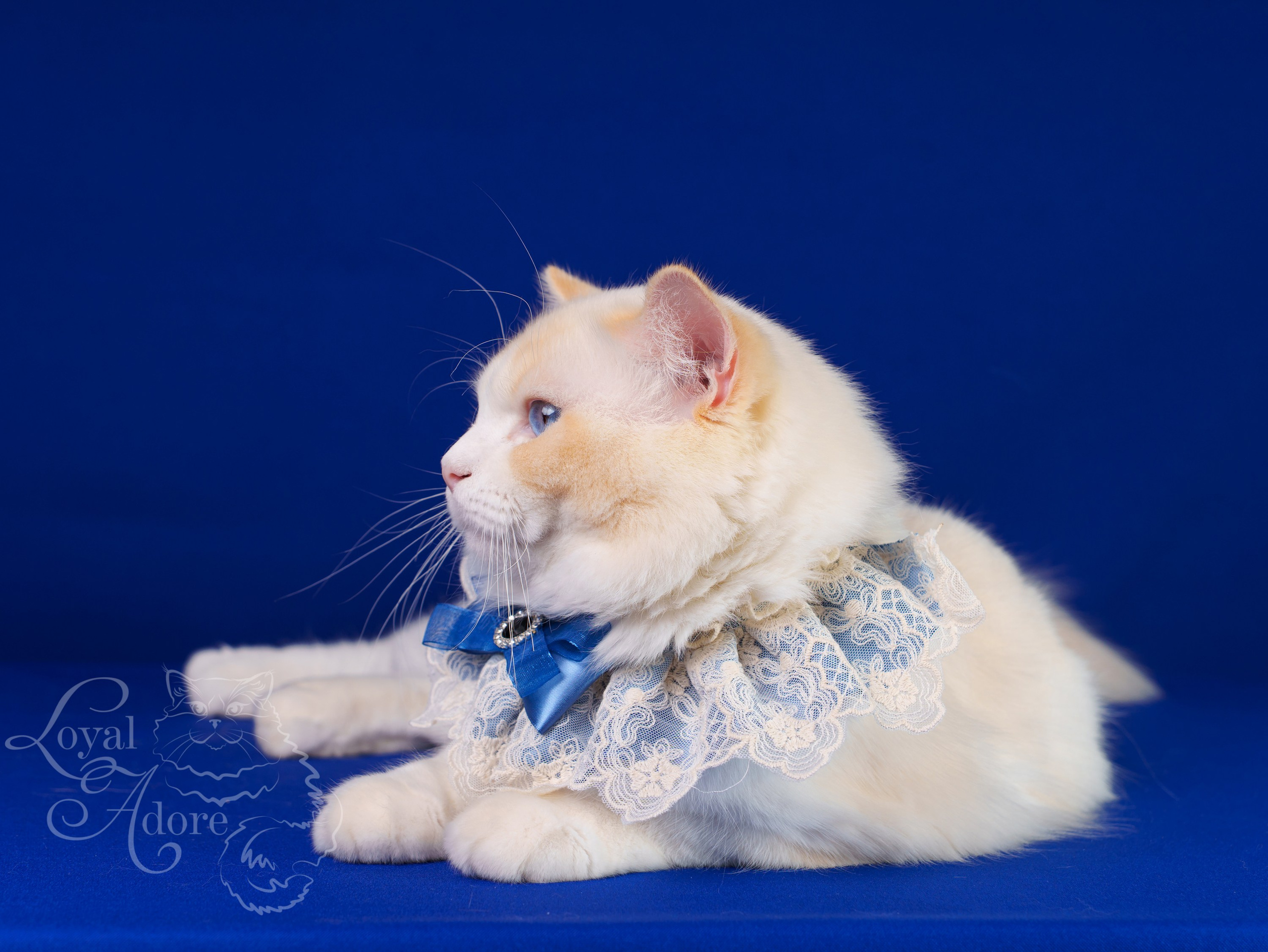 Коты производители Loyal Adore. Питомник рэгдолл Loyal Adore