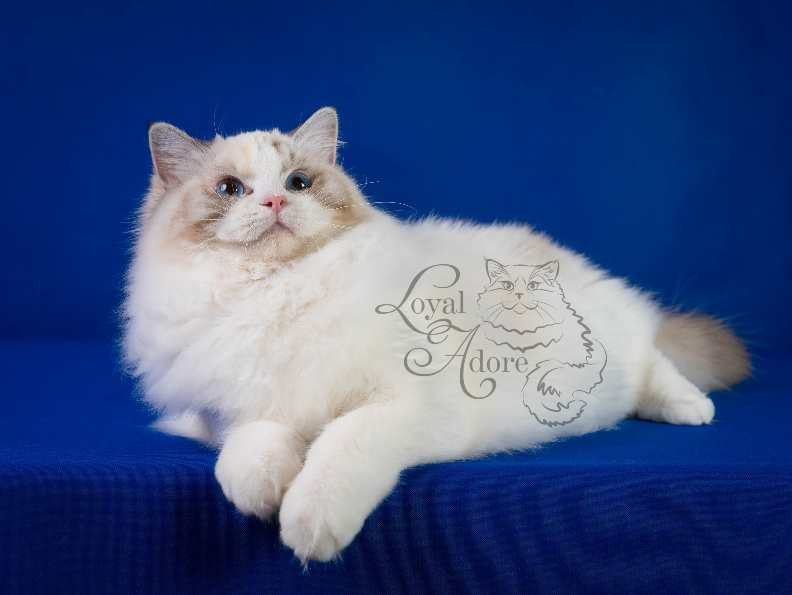 Кошки производители Loyal Adore. Питомник рэгдолл Loyal Adore