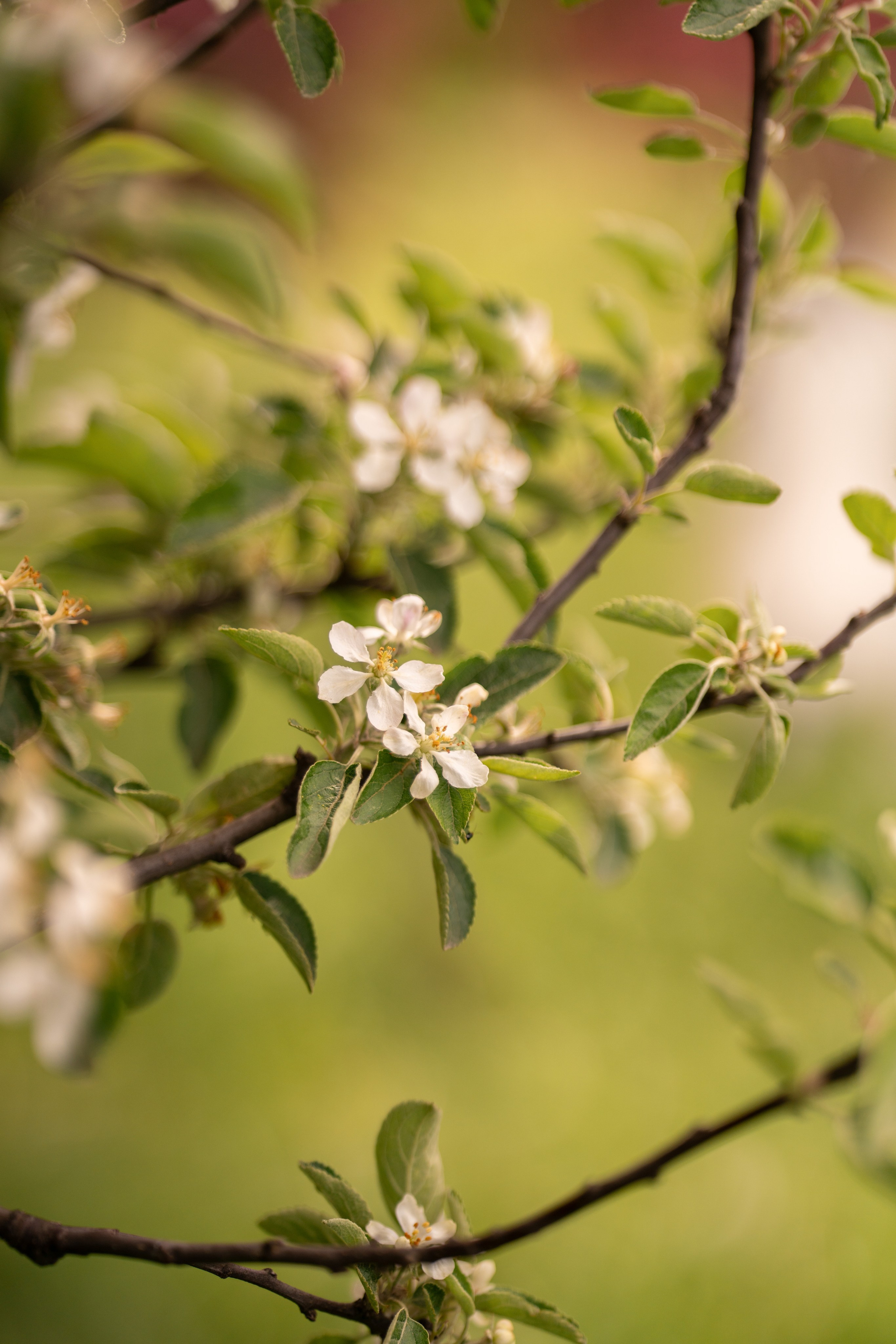 Ксения, Кирилл и Кристина в цветущем саду. Семейный и портретный фотограф в Санкт-Петербурге Татьяна Гримоть