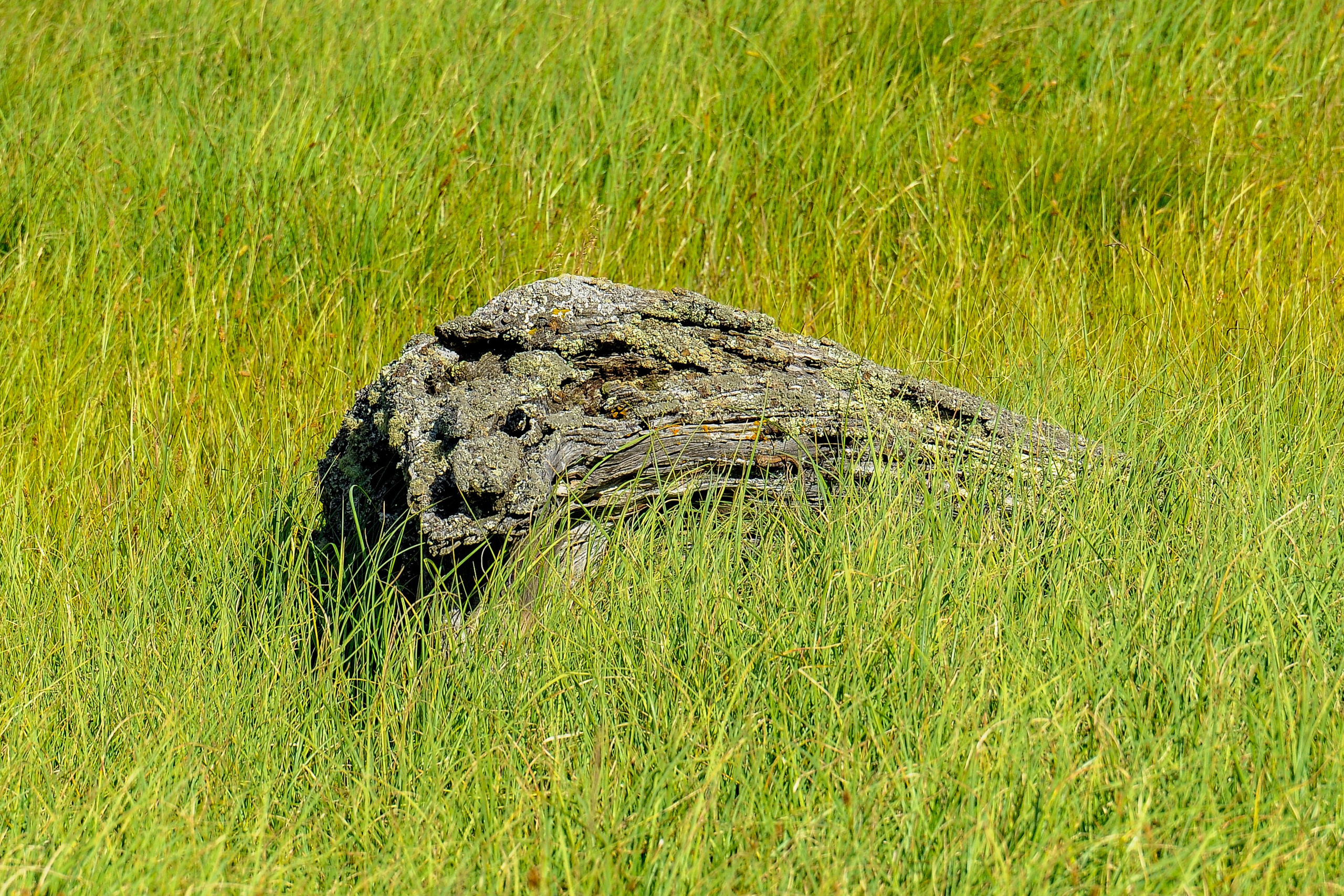 Окрестности гейзерного озера. Алтай.