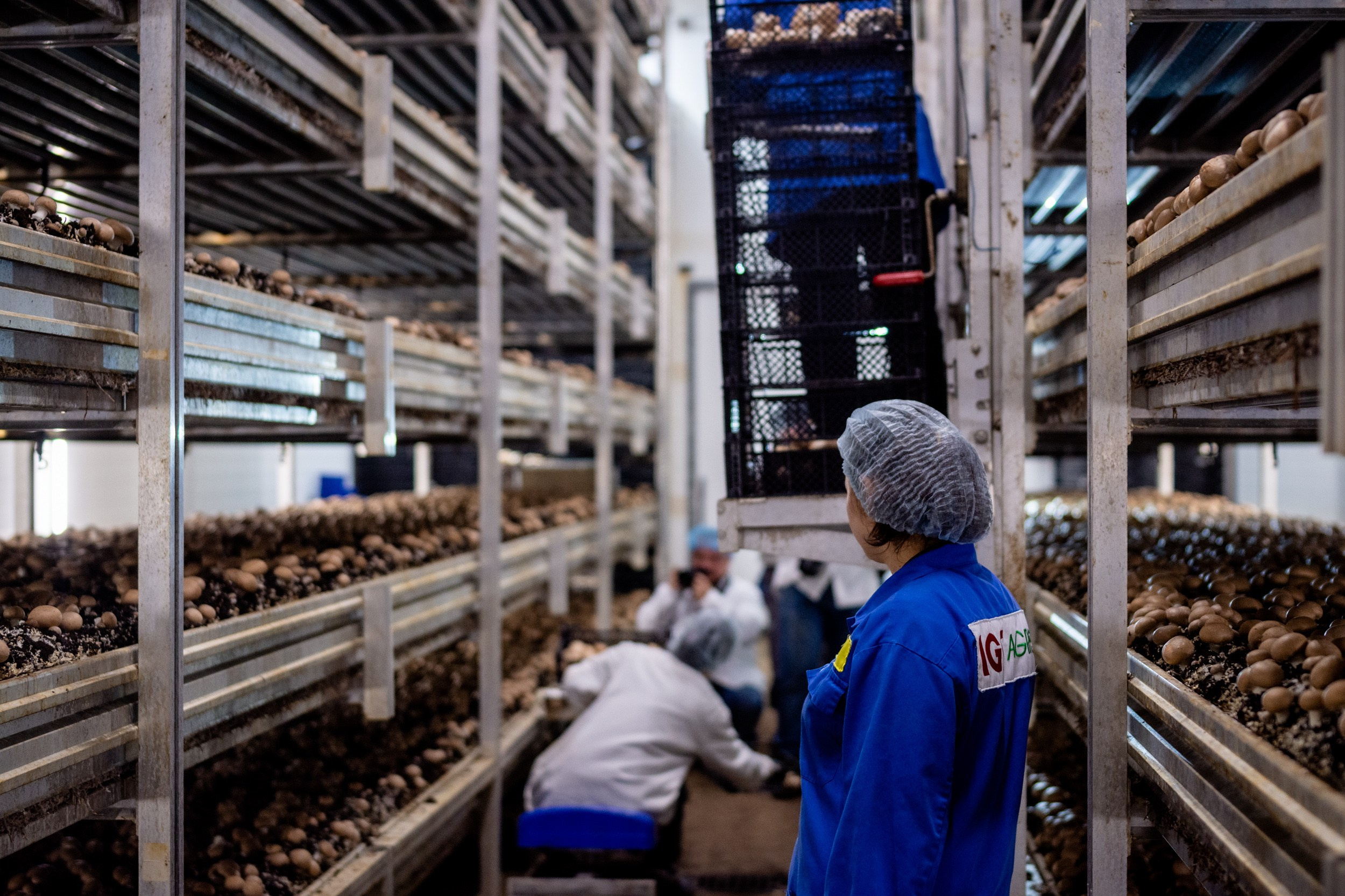 IGS AGRO завод шампиньонов. Коммерческий фотограф в Казани Ксения Добролюбова