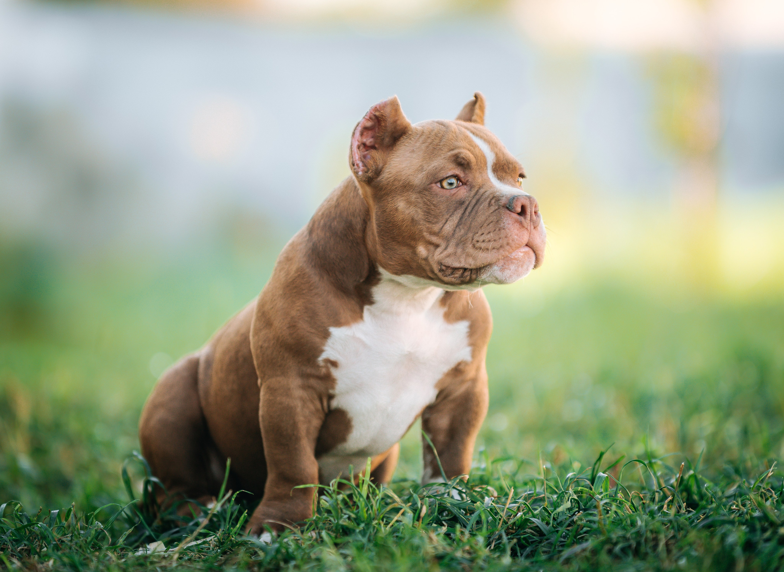 Американский булли щенки. Главная