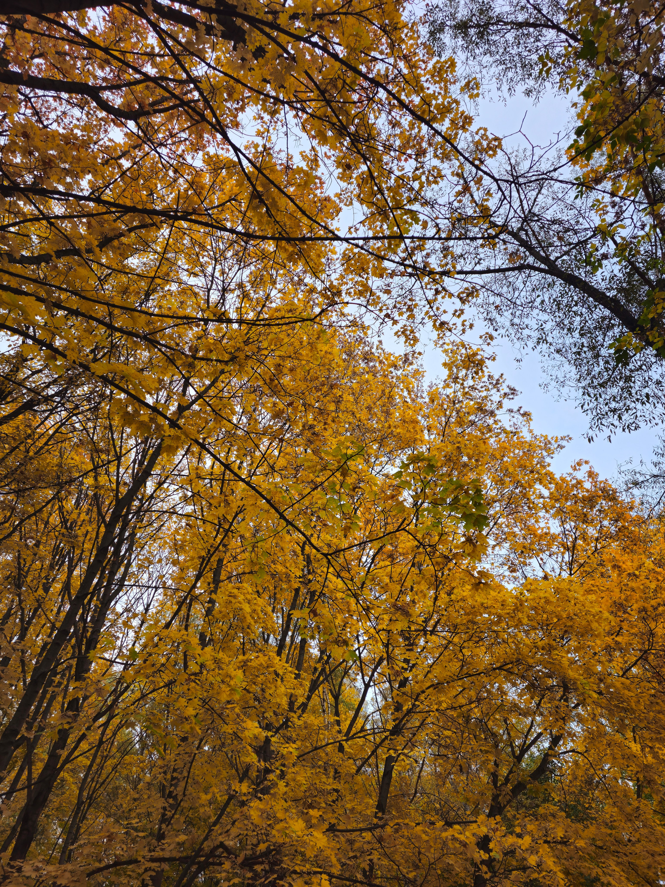 Вид снизу вверх на густые ветви деревьев, покрытые ярко-желтой листвой, которые обрамляют светлое, пасмурное небо. Черные силуэты ветвей контрастируют с золотом листьев.