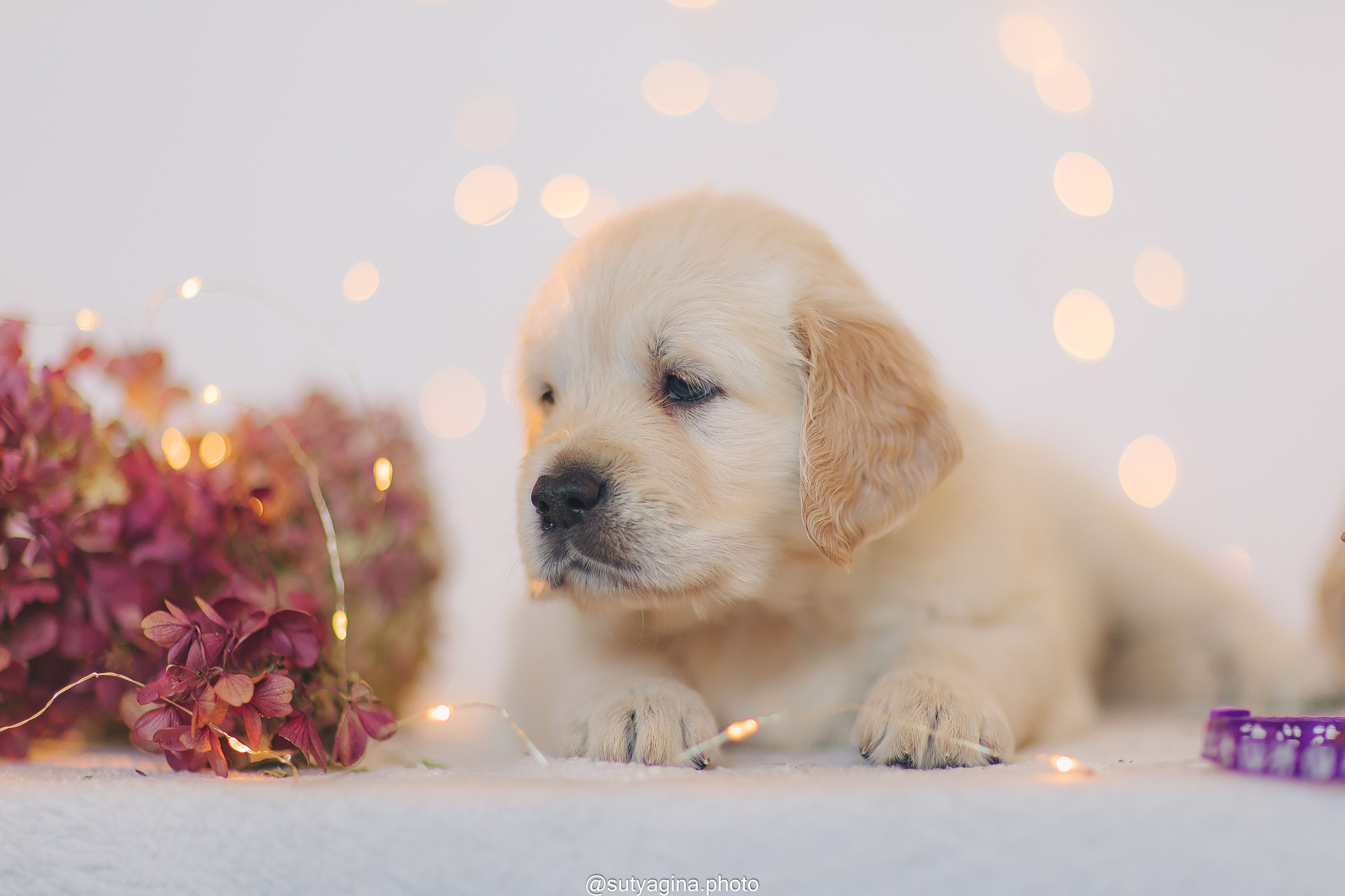 Фиолетовая лента. Свадебный и женский фотограф