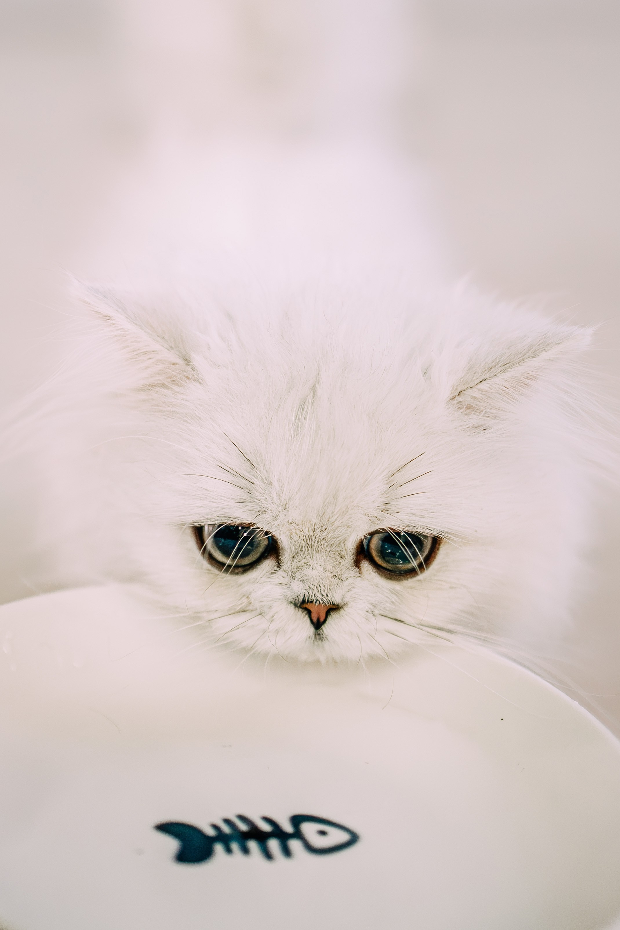 Султан, Мэй Мэй и Шанталь и их семья