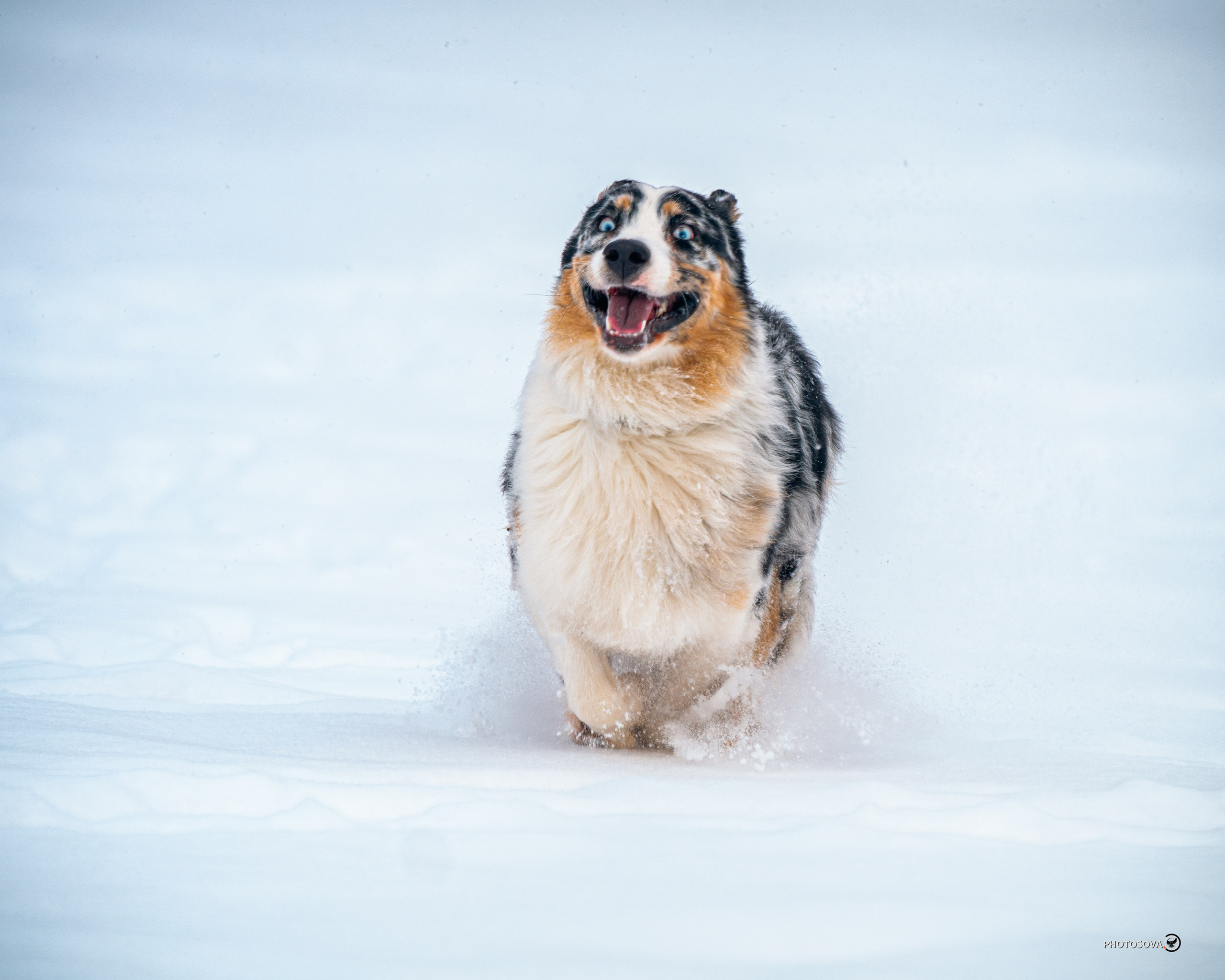 ФОТОПАМЯТЬ ВАШИХ ЭМОЦИЙ. Фотограф-анималист, семейный фотограф в Москве и Подмосковье. Фотосъёмка кинологических дисциплин