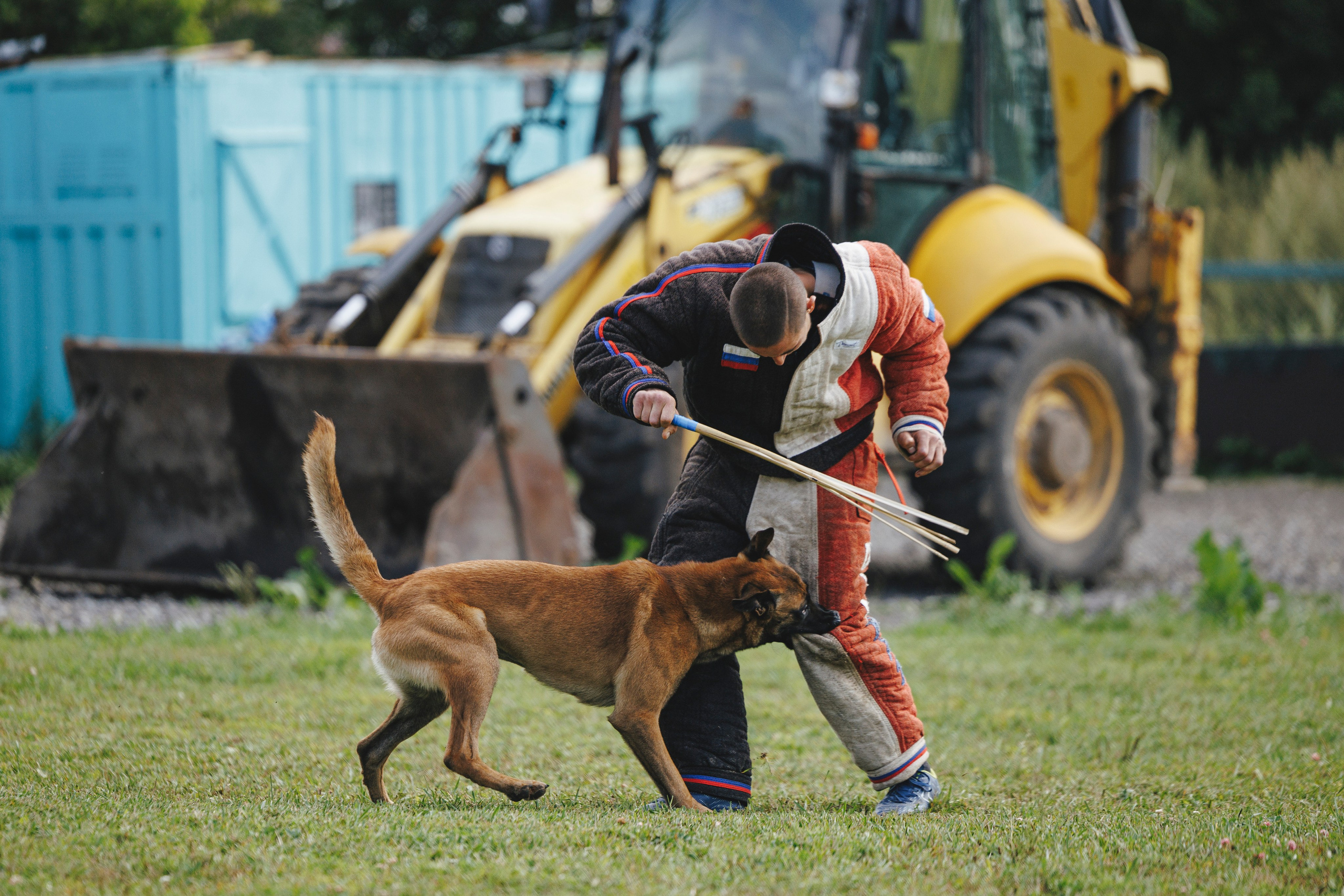 08.08.25-10.08.25 ЧР по мондьорингу г. Вологда. Фотограф-анималист Анна Маринич