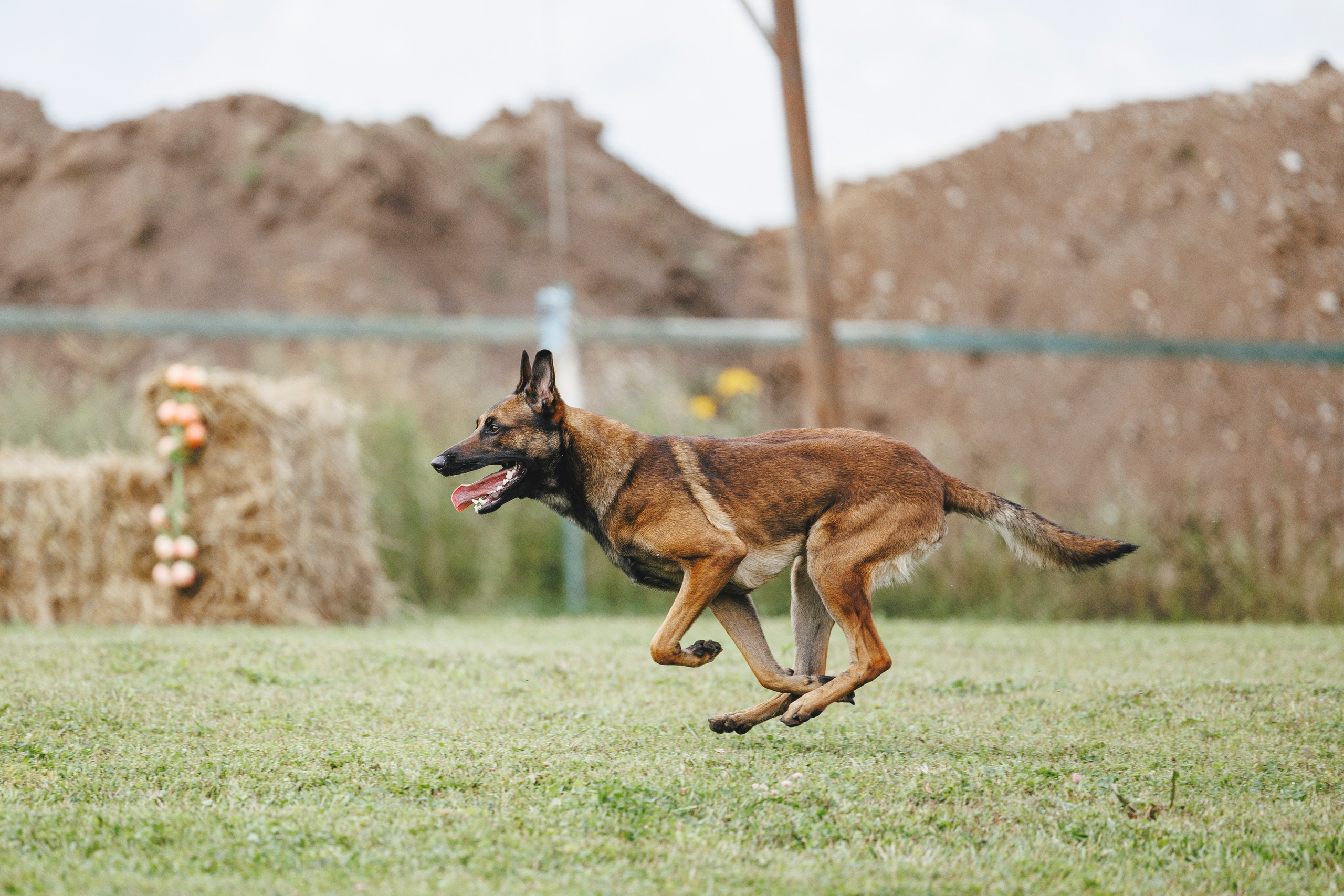 08.08.25-10.08.25 ЧР по мондьорингу г. Вологда. Фотограф-анималист Анна Маринич