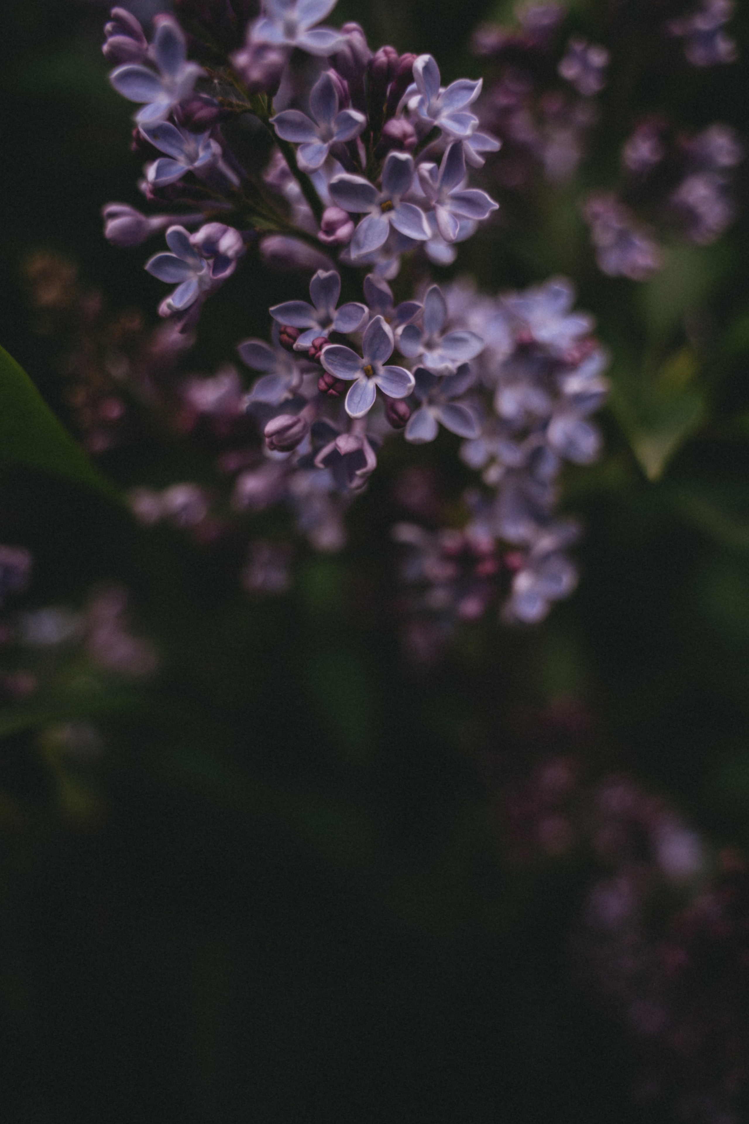 Сирень…. FotoTanya. Раменское/Жуковский/Бронницы