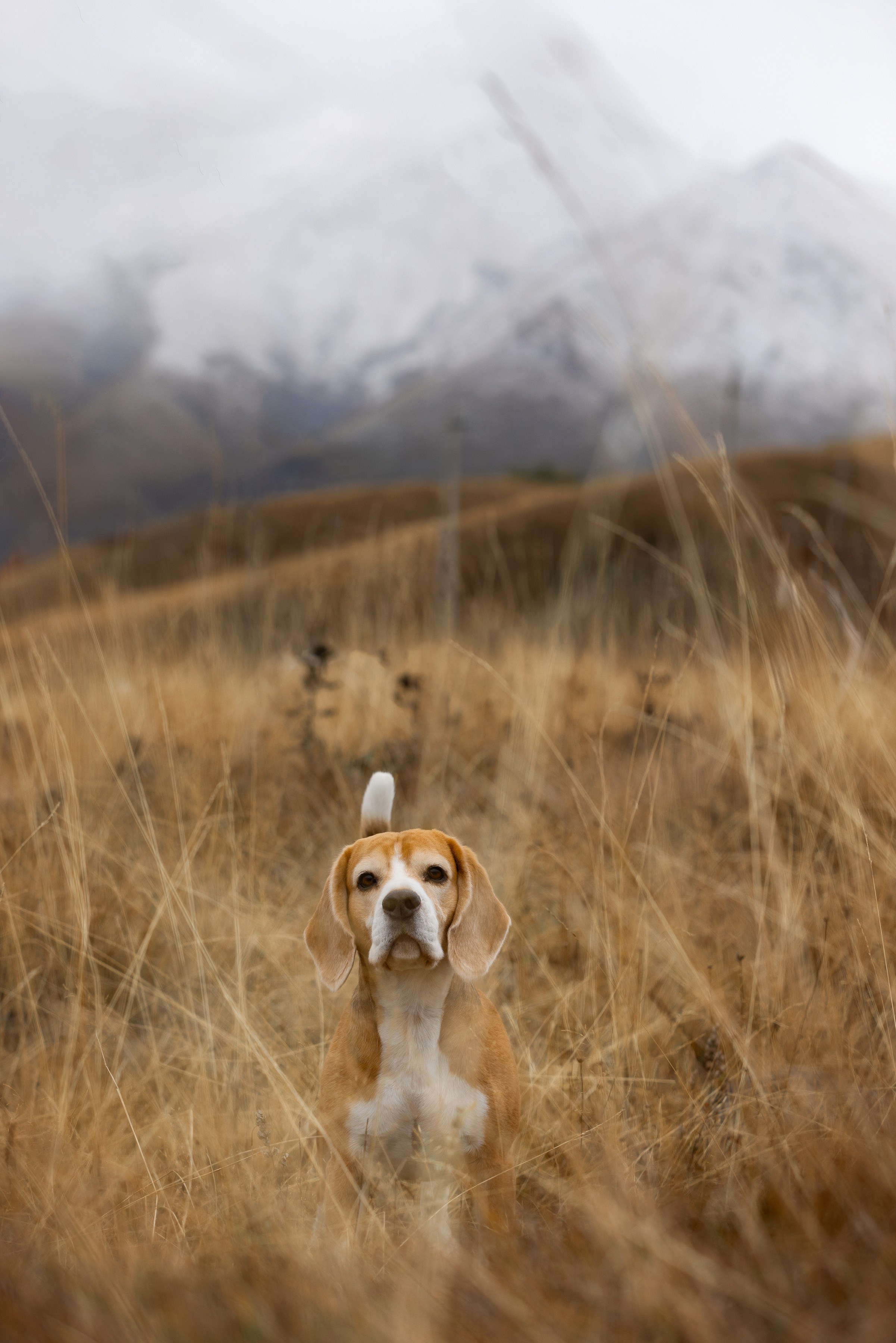 Собаки и не только. Фотограф Алена Звездина
