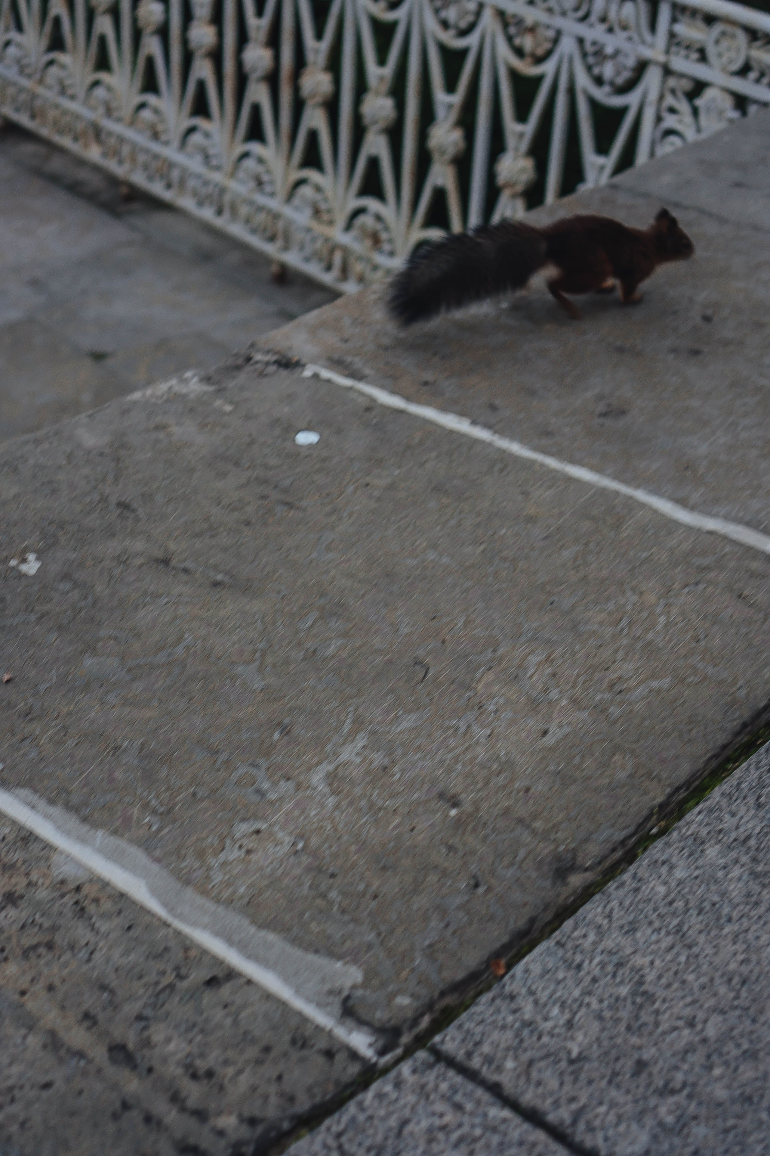 СВАДЕБНАЯ СЬЕМКА НА РАССВЕТЕ НА ЕЛАГИНОМ ОСТОРОВЕ. Профессиональный фотограф, Санкт-Петербург — Виктория Богомолова