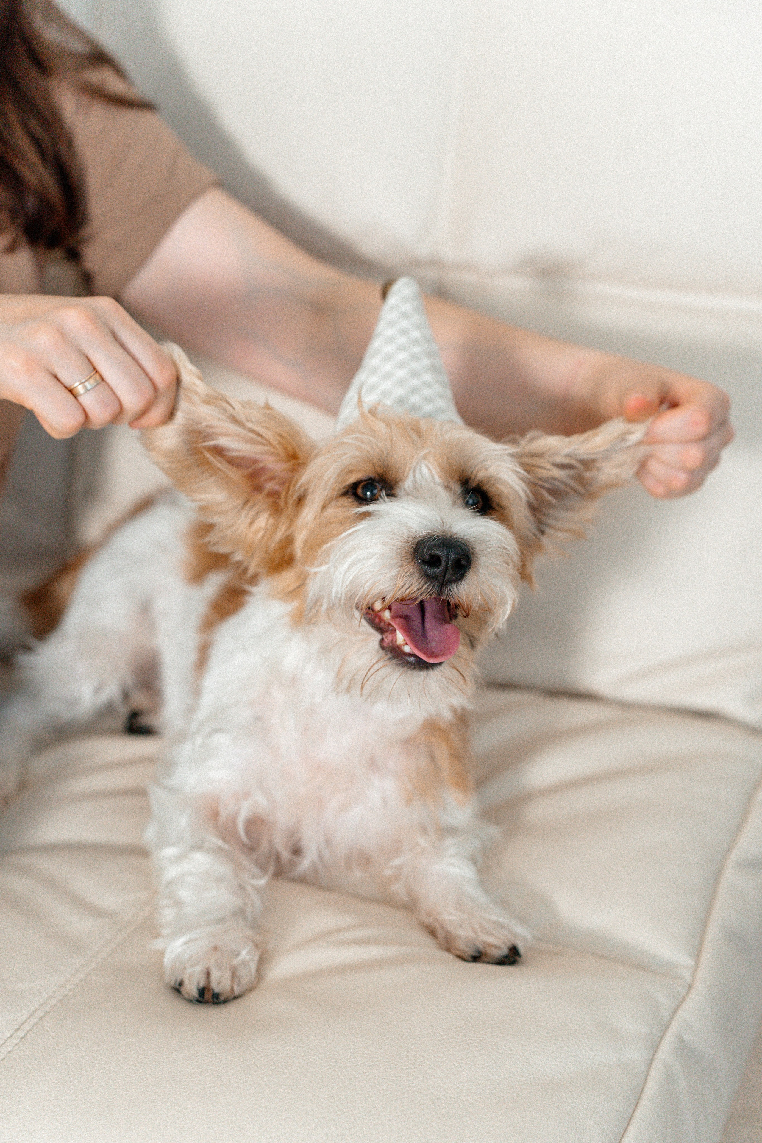 Красота хвостатых глазами хозяйки. Ваш семейный фотограф в Минске — Вика Трегубова