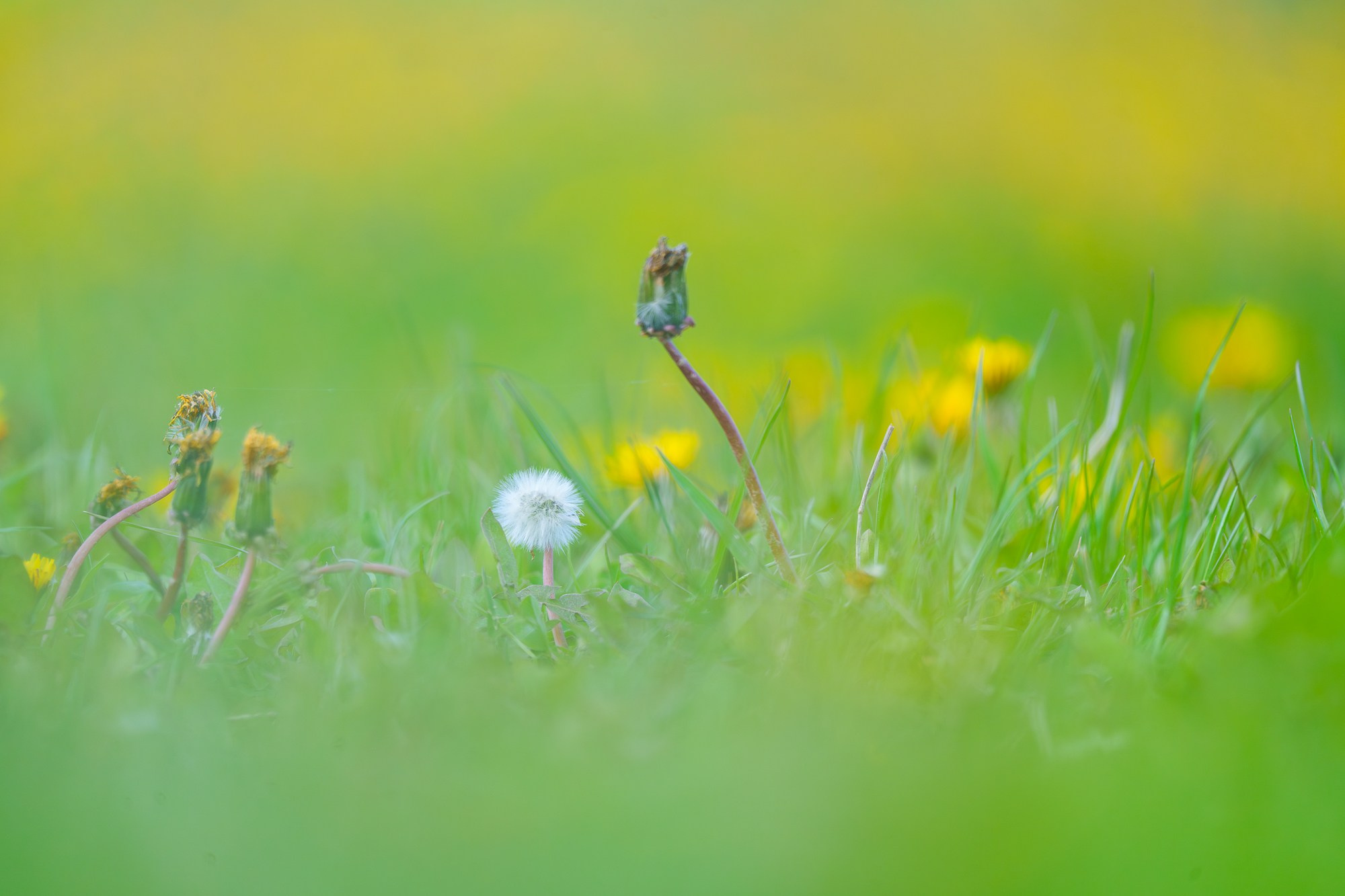 Цветы. Ваш личный фотограф Марина Волкова