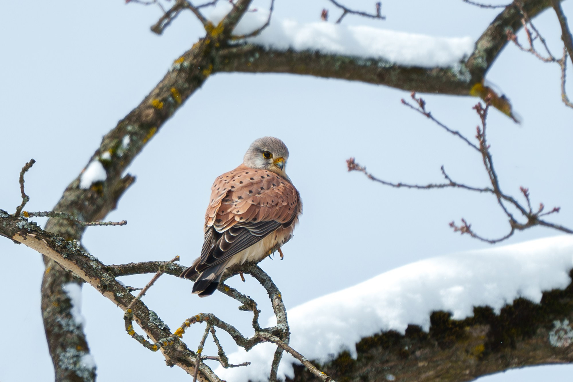Удивительные мир птиц. Вокруг нас столько прекрасного — присмотритесь!. Ваш личный фотограф Марина Волкова