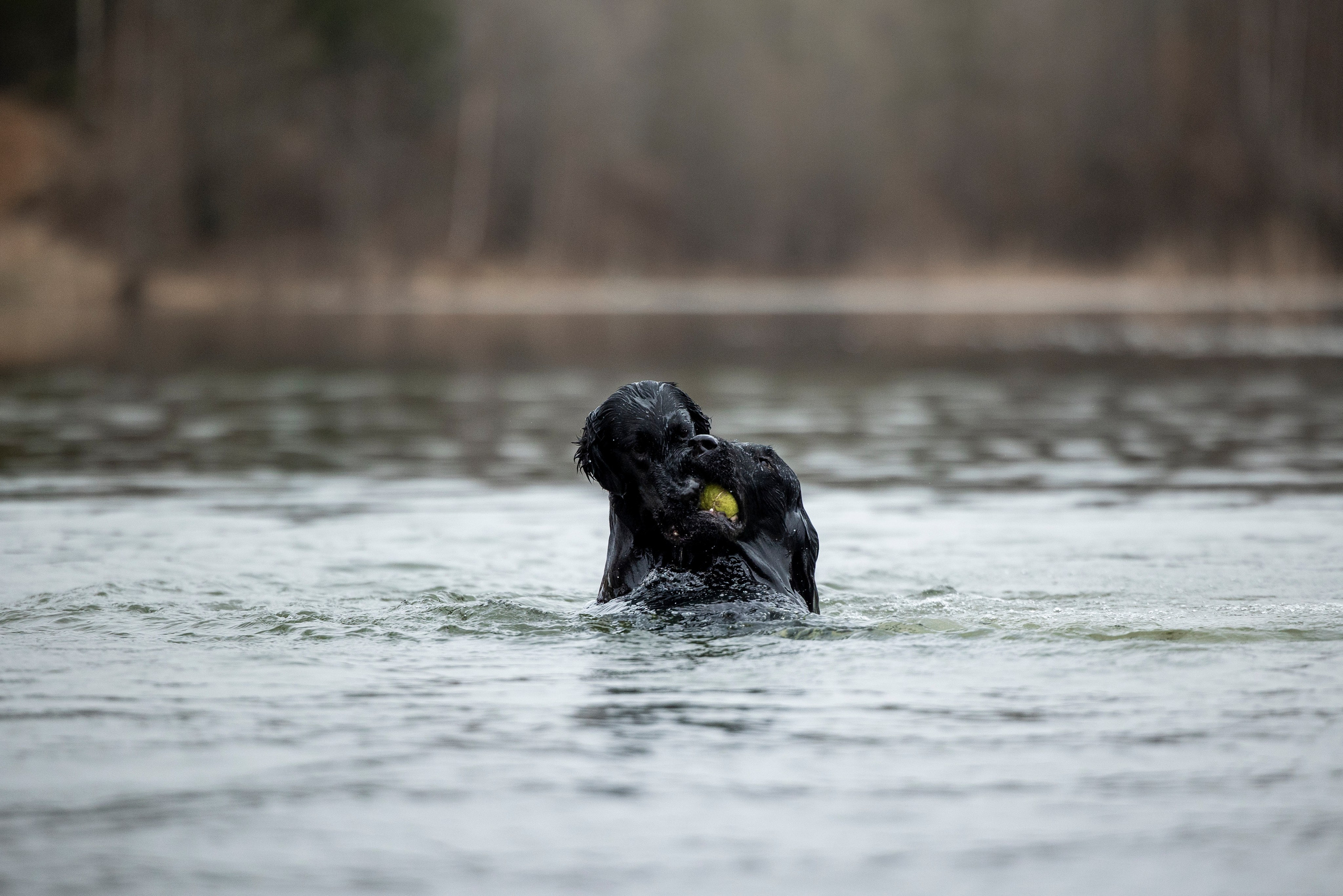 Ора, Ева, Рози и их семья. Фотограф — Анималист | Санкт-Петербург