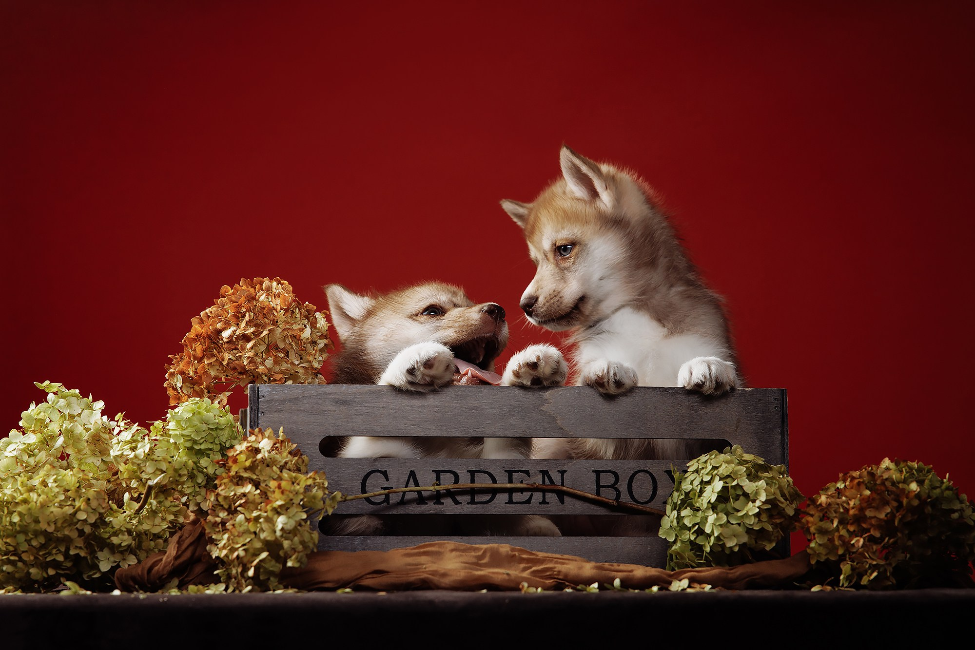 BABY TIME. Фотограф-анималист Саша Вязьмина
