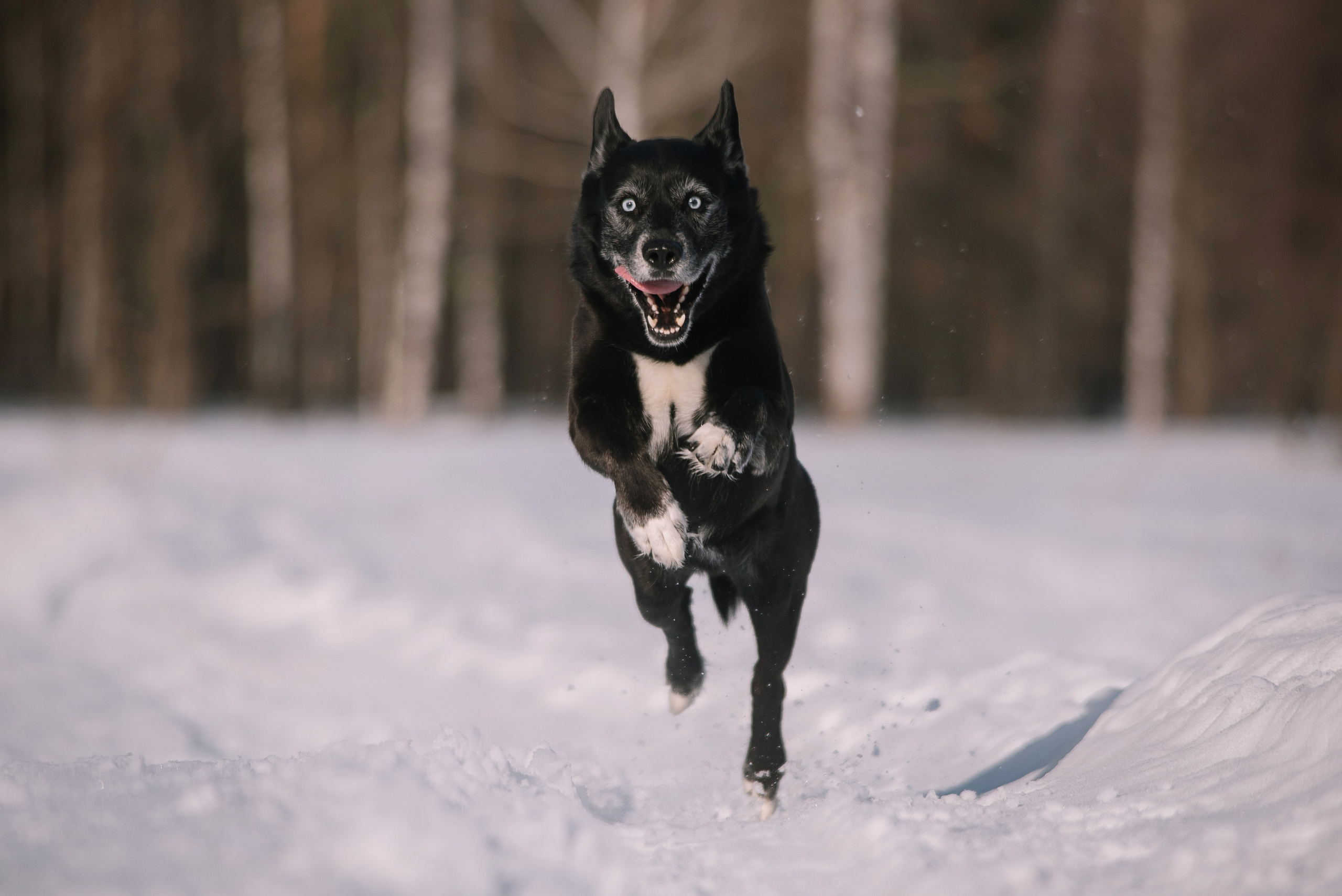 Лариса, Денис и Шепс. Фотограф Анна Тюрина