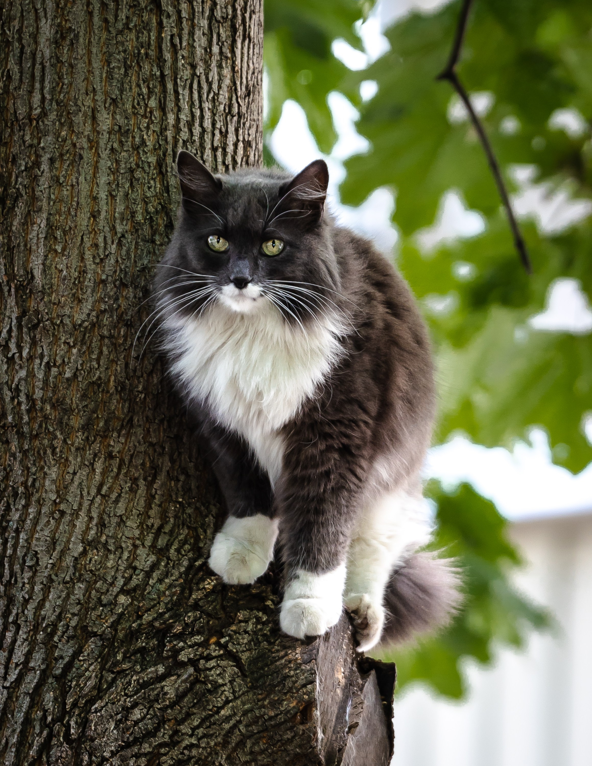 Животные. Фотограф Владимир Охрименко