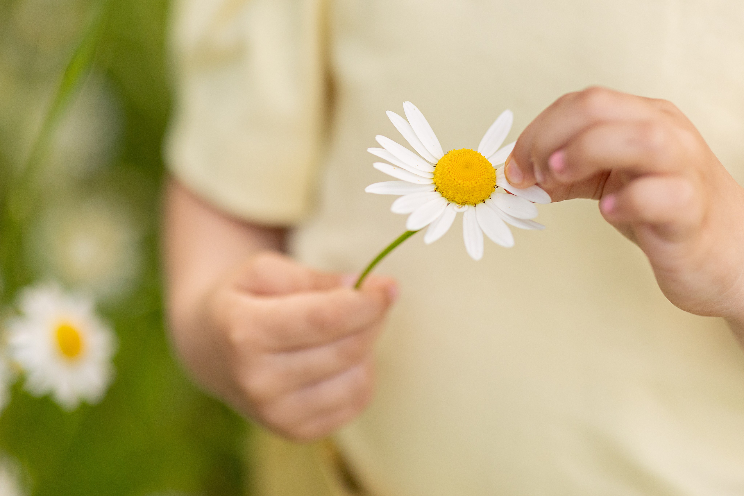 Ромашки. Семейный фотограф в Москве Маркина Татьяна