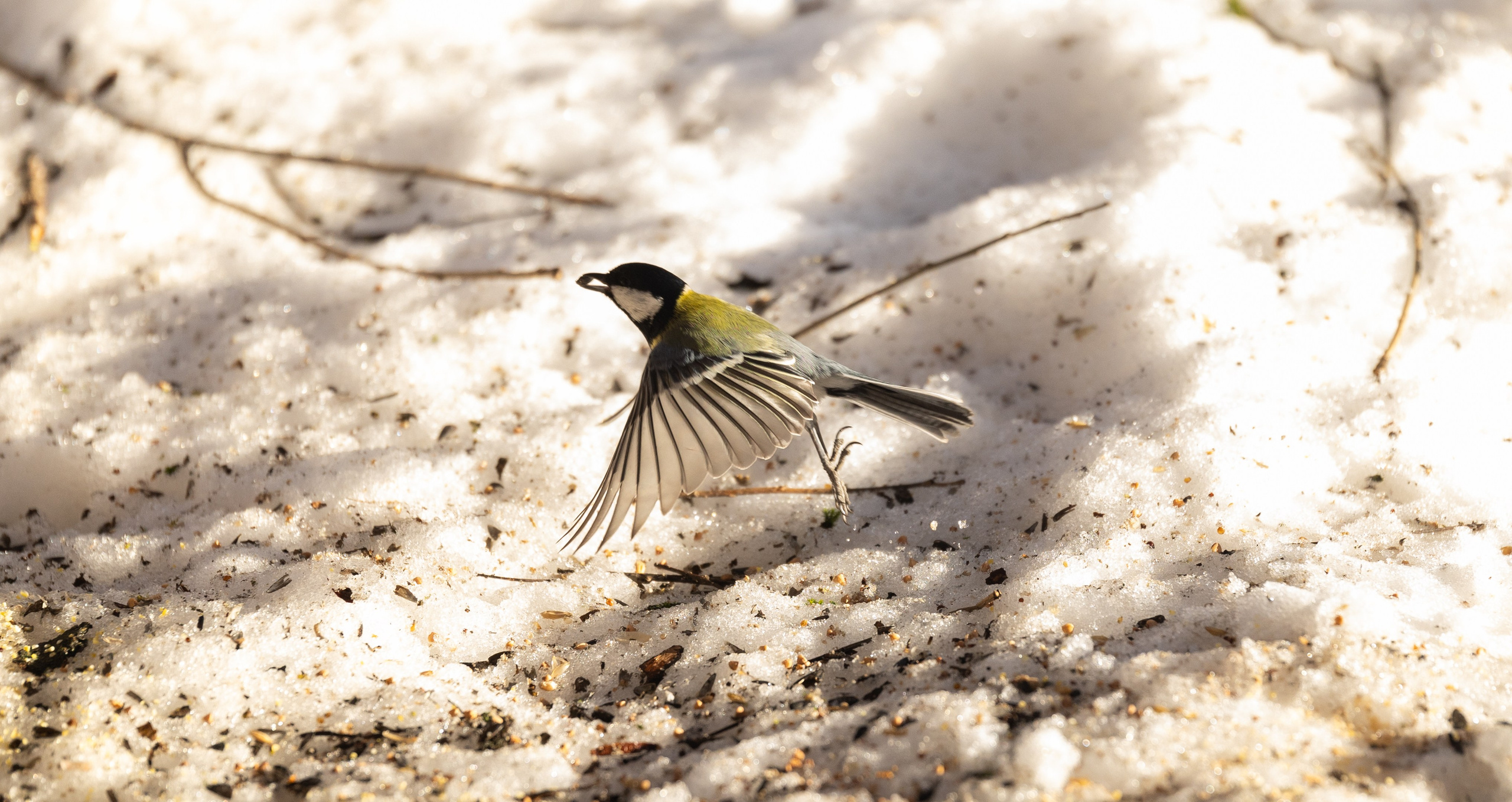 Фотографии животных Виктор Степанов. Фотограф Виктор Степанов