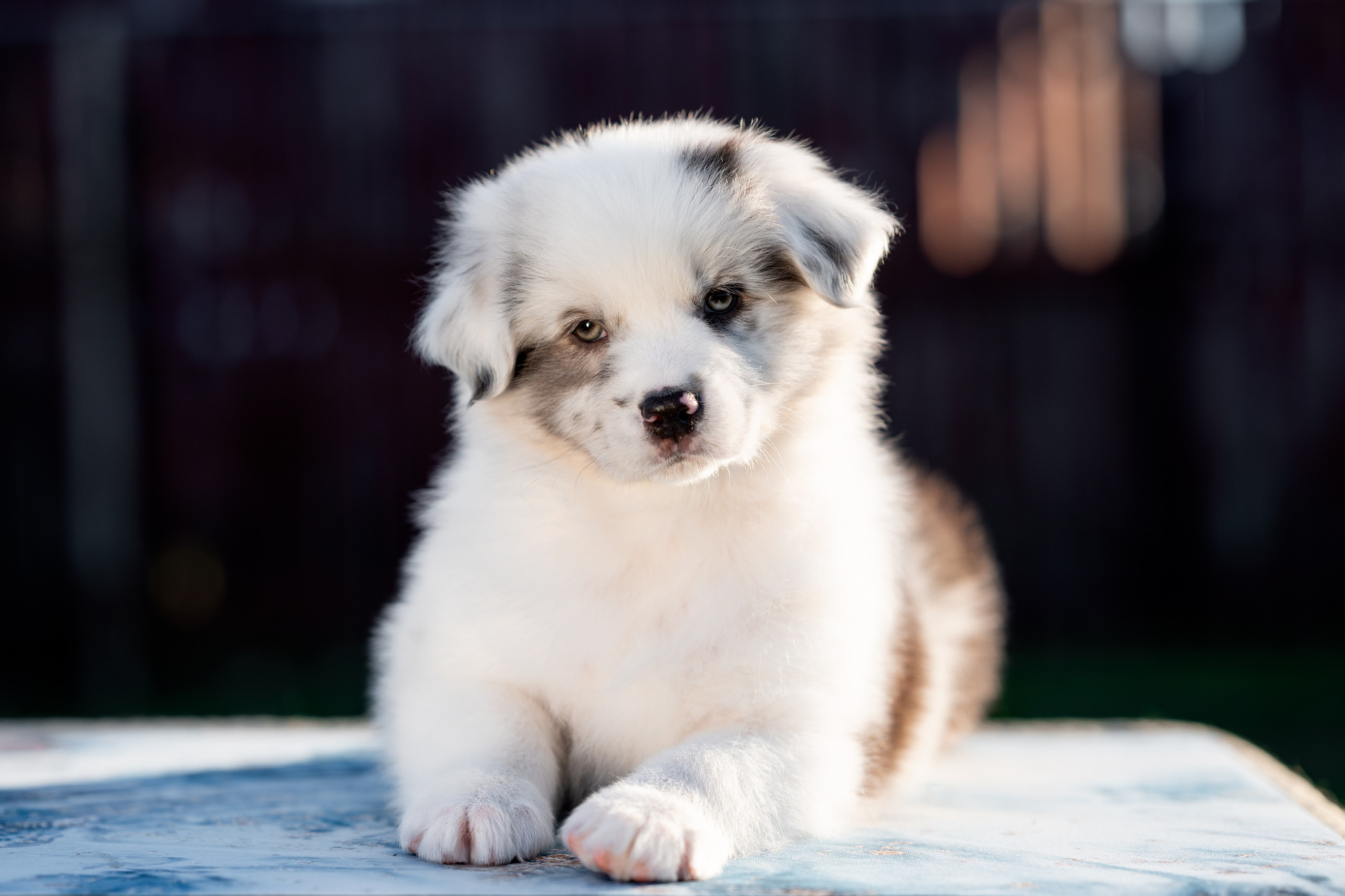 Заводчик Влада Эльман. Творческий фотограф Вологда