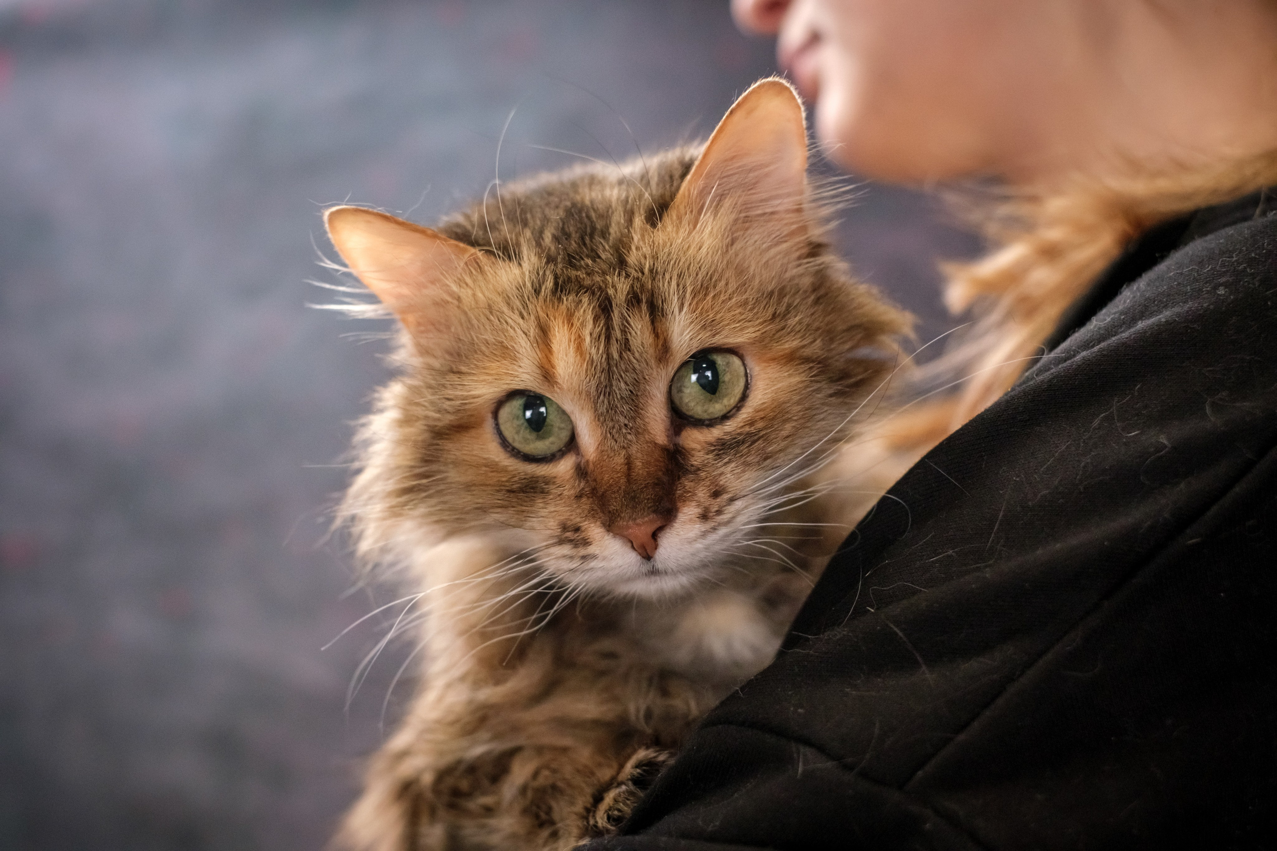 Котики Мурмурии). Зоофотограф, фотограф животных в Москве и области Дина Дамоцева