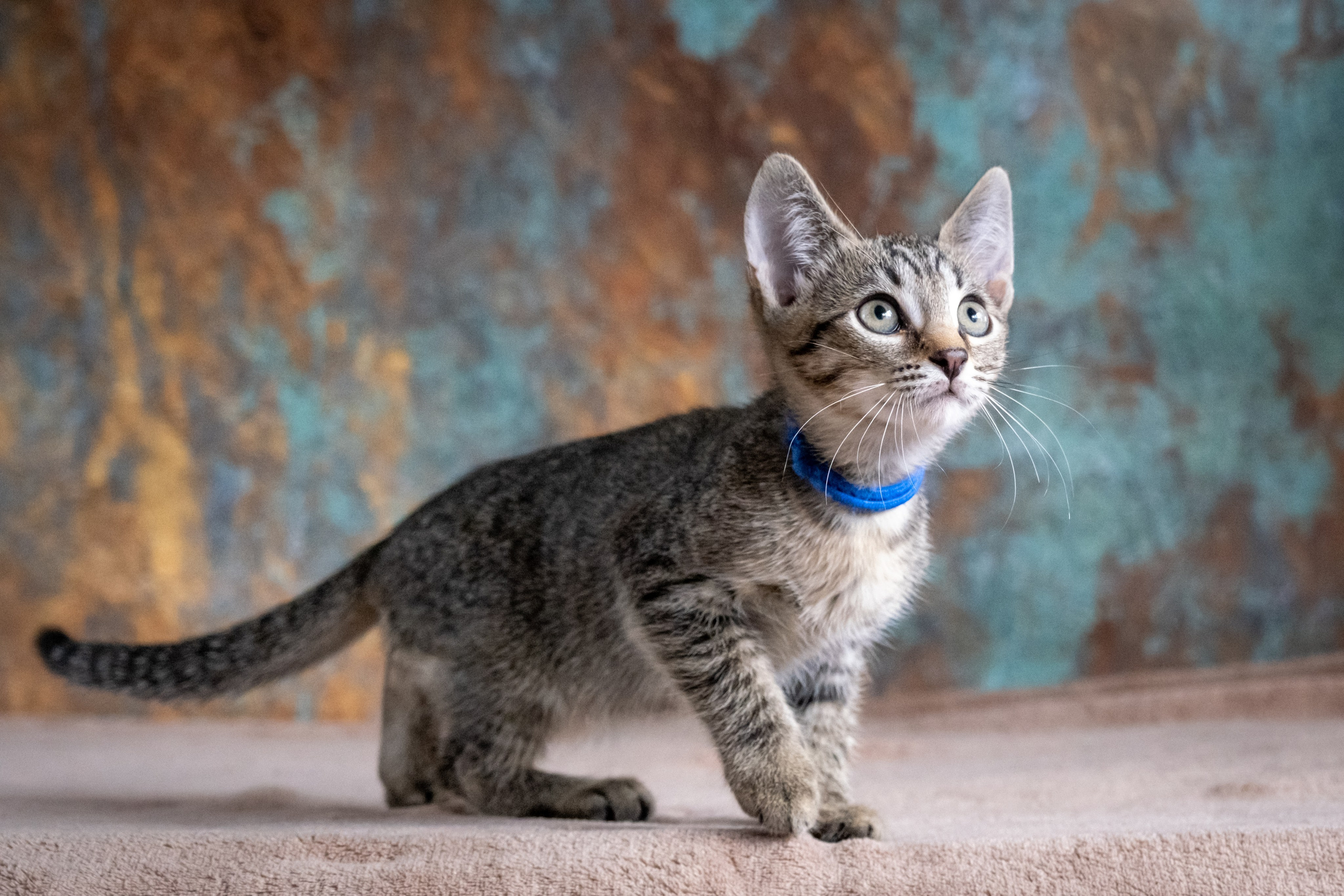 Котята для Дианы. Зоофотограф, фотограф животных в Москве и области Дина Дамоцева