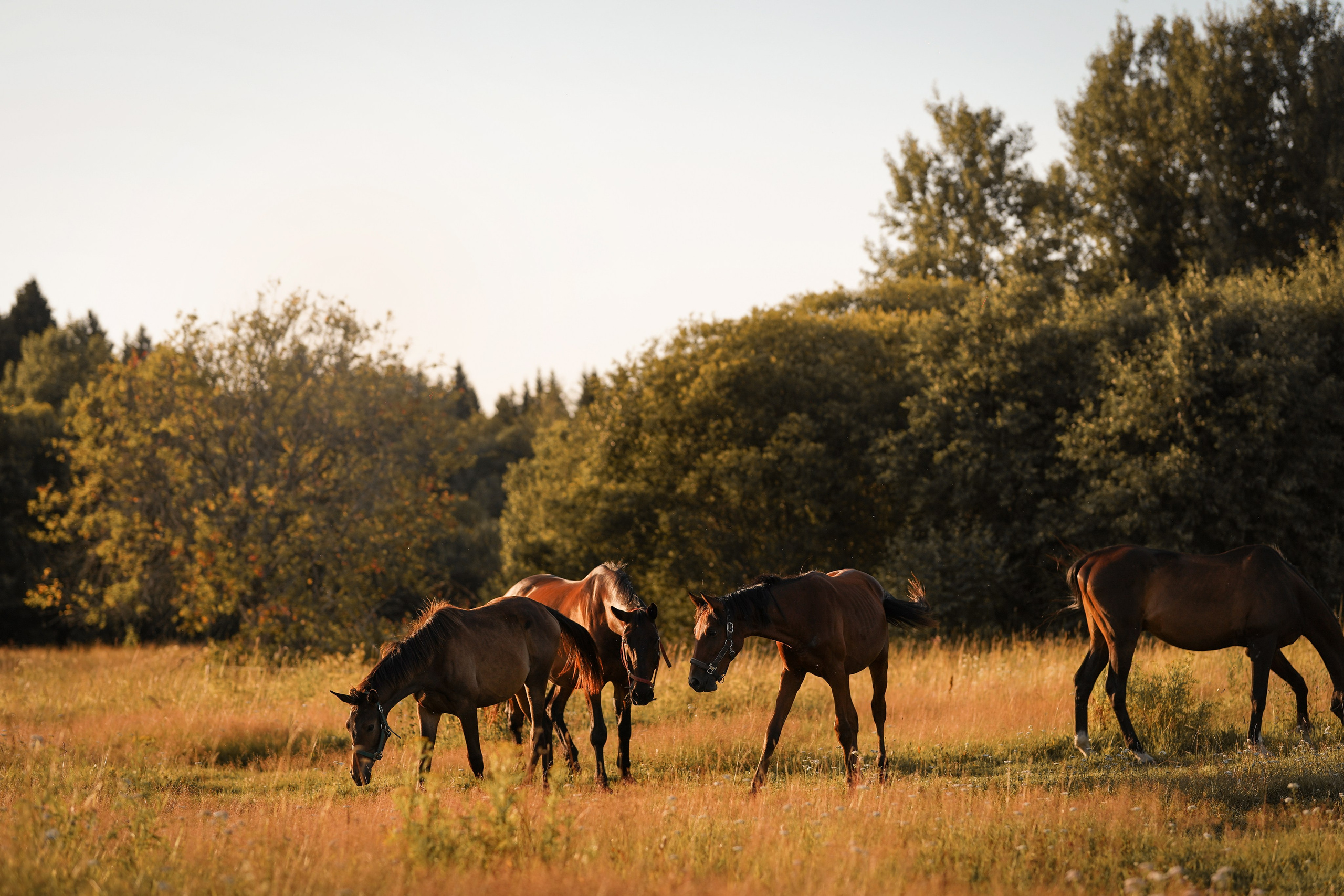 Лера Джон и Диамант. Фотограф-анималист в Санкт-Петербурге Яна Мартынова