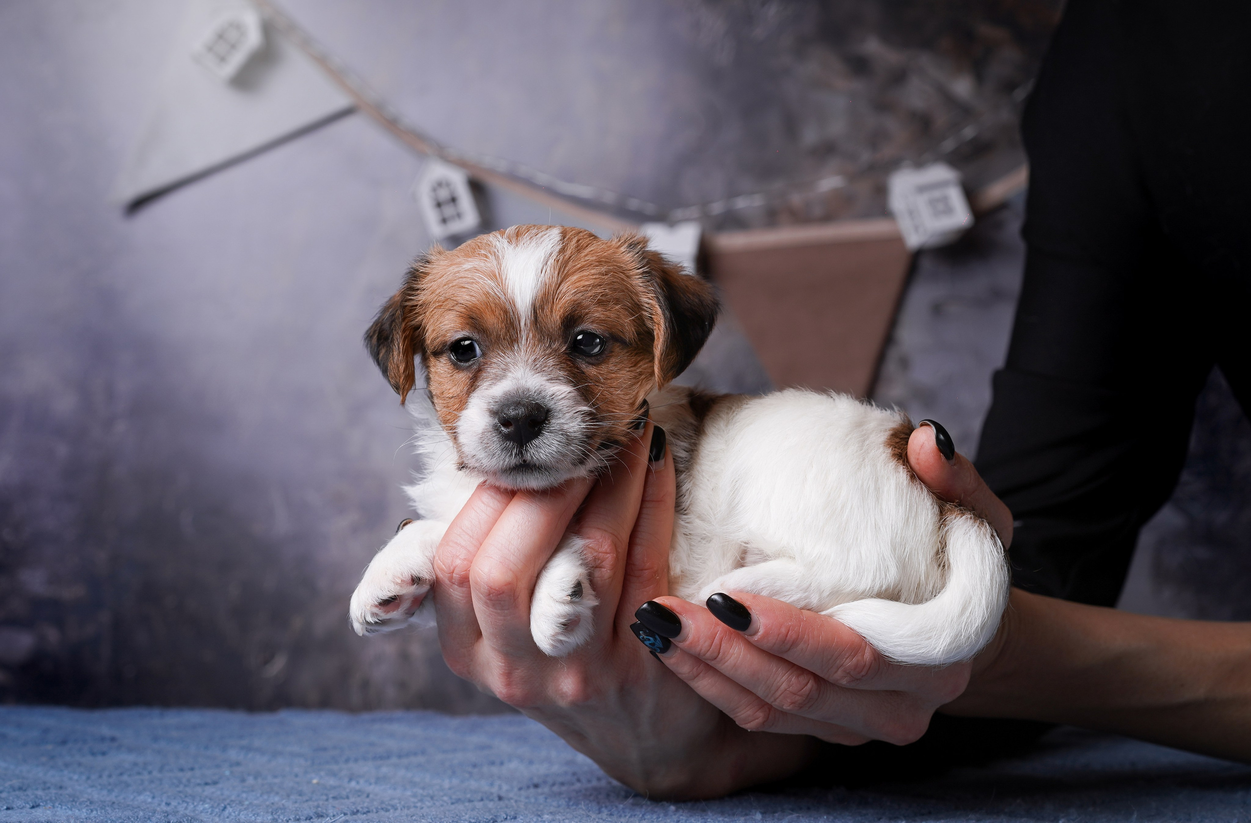 Щенули джек-рассела. Фотограф-анималист в Санкт-Петербурге Яна Мартынова