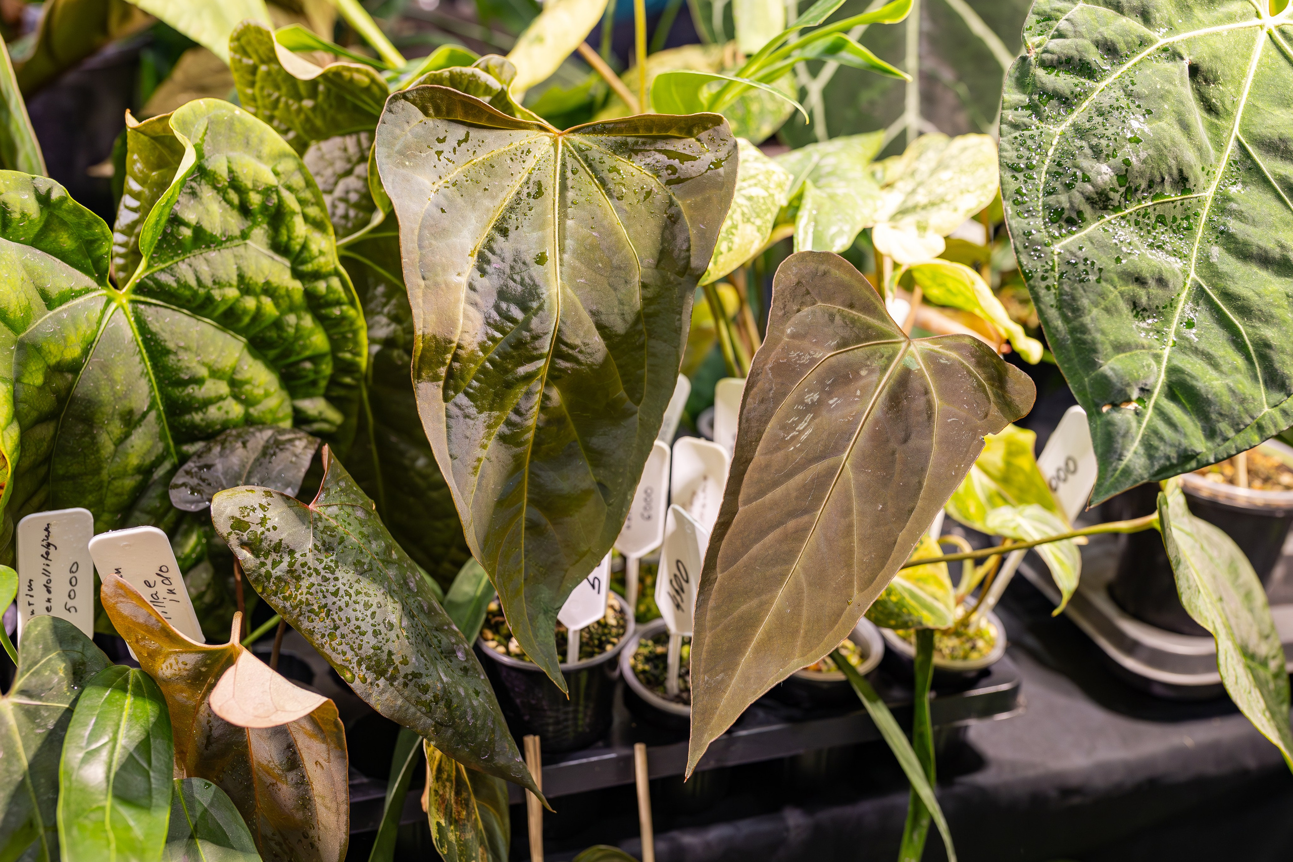 Монстериум апрель 2026. Александра Куликова фотограф, Москва