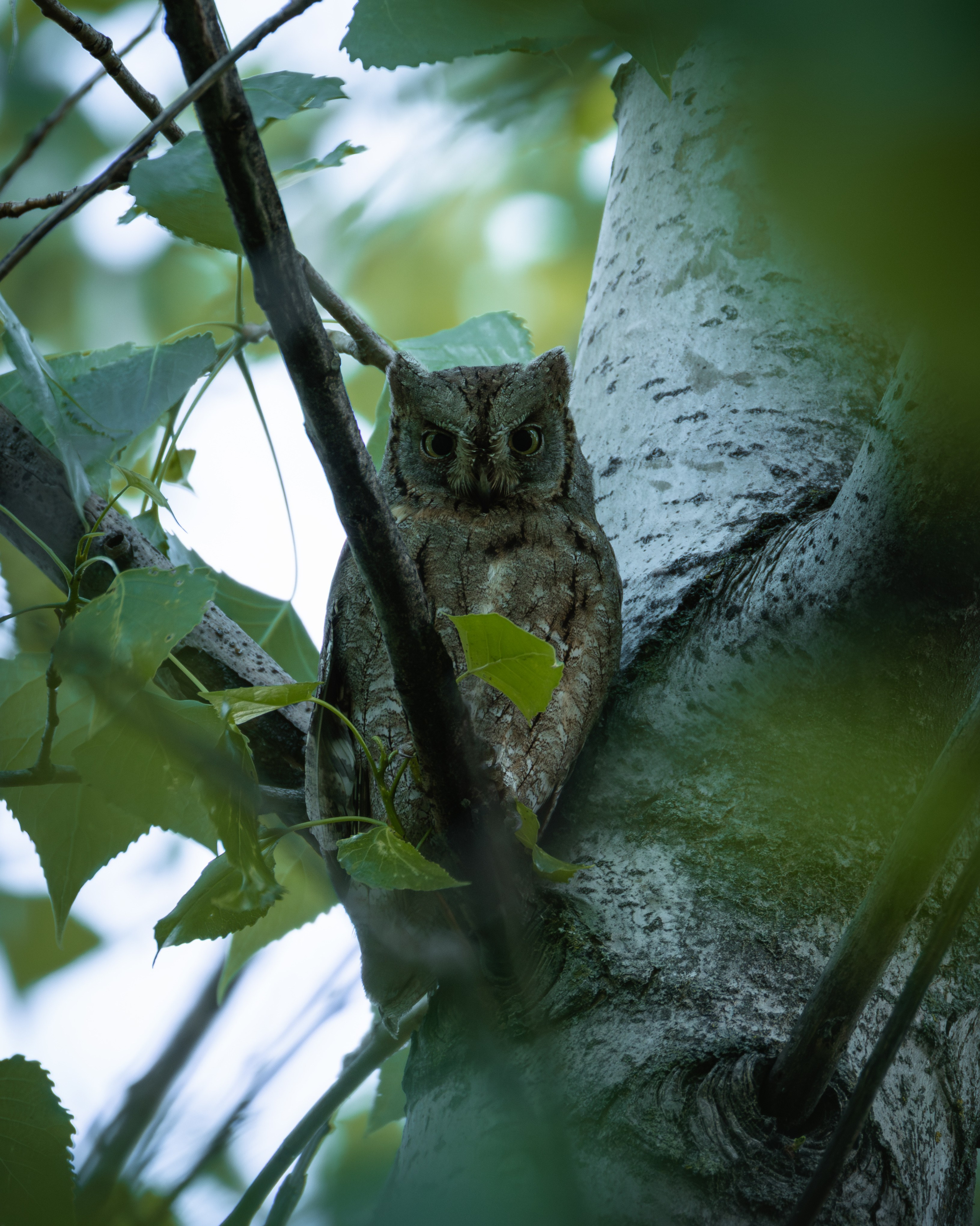 Voronezh 2026. Anton Chernov | Wildlife photographer