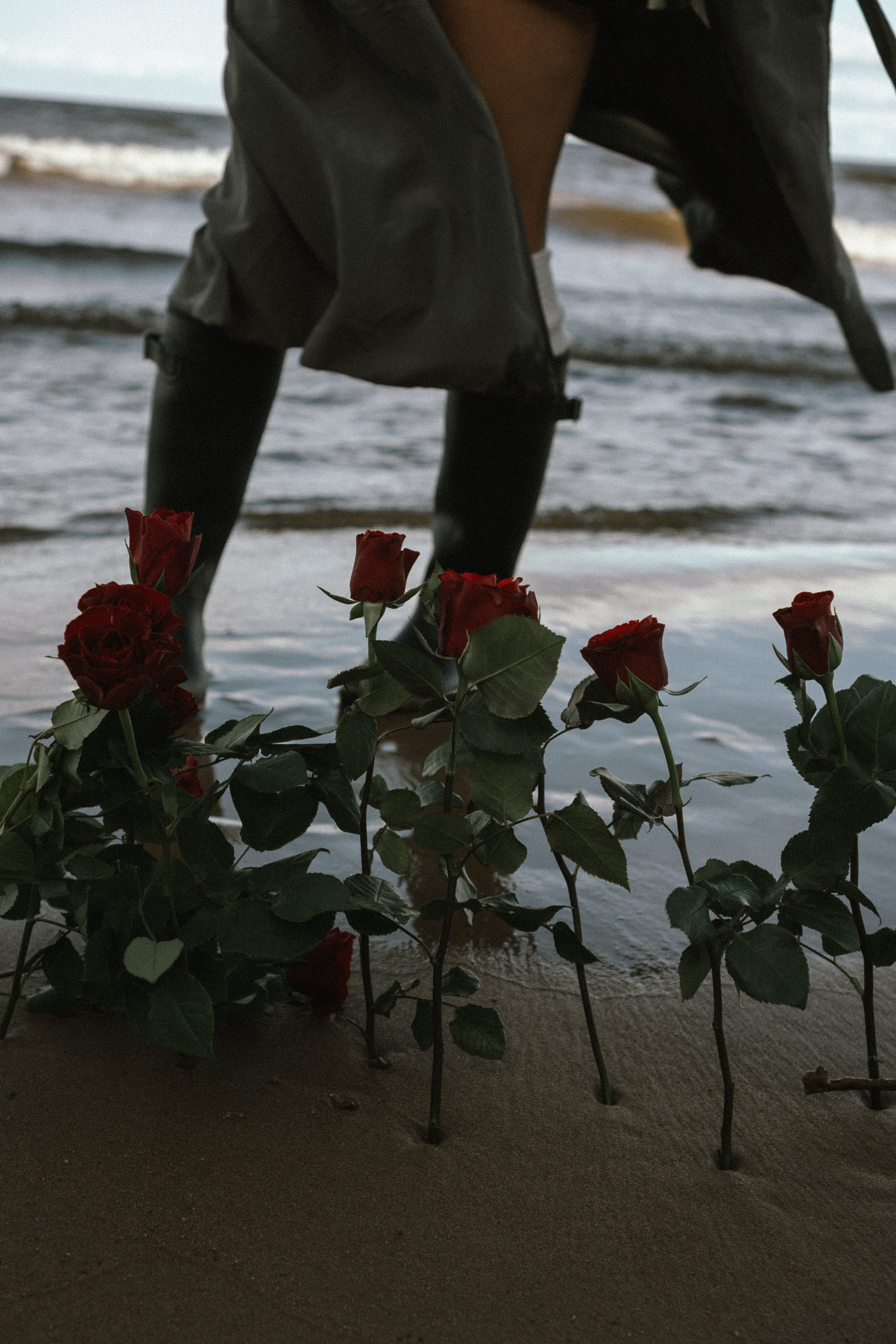 Розы. Профессиональный фотограф, Санкт-Петербург — Виктория Богомолова