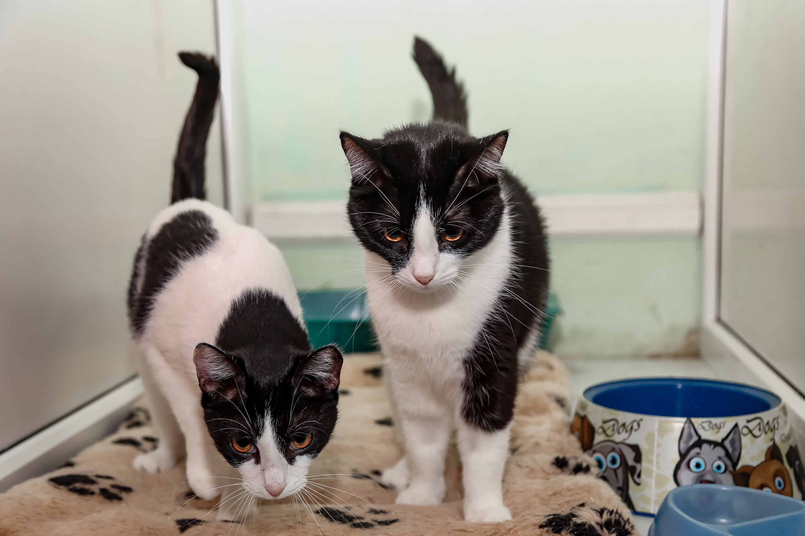 Приют Кошкин Дом Филимоша. Ваш фотограф в Оренбурге Рощупкина Екатерина