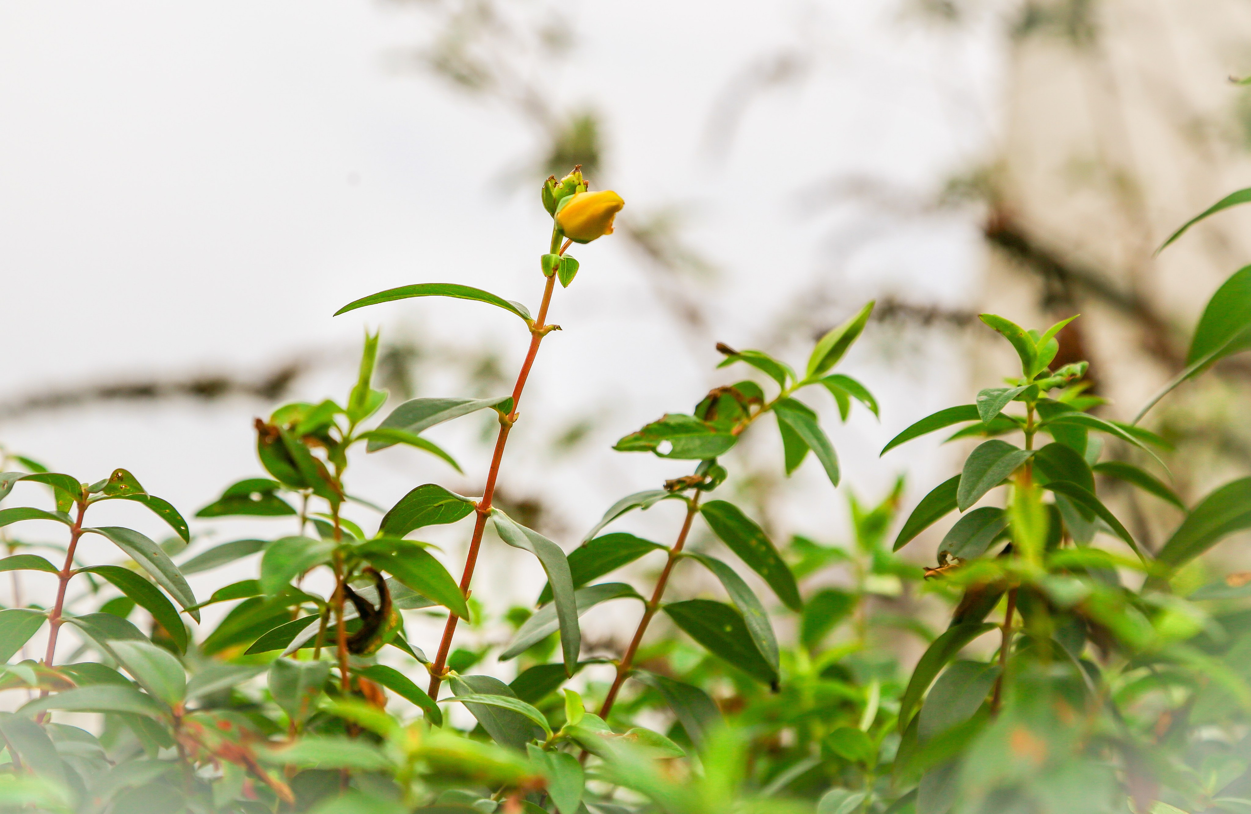 Англия: Лондон цветущий. Дарья Письменюк / Darya Leitstern — фотограф, музыкант, журналист, путешественник