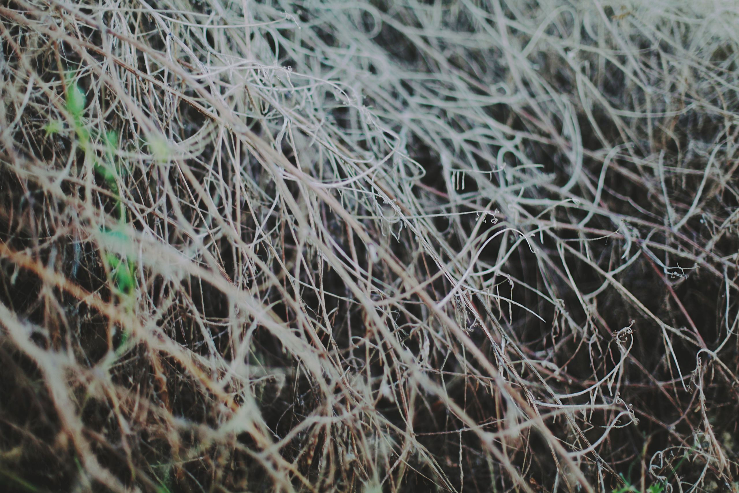 Болгария. Аня Степанова