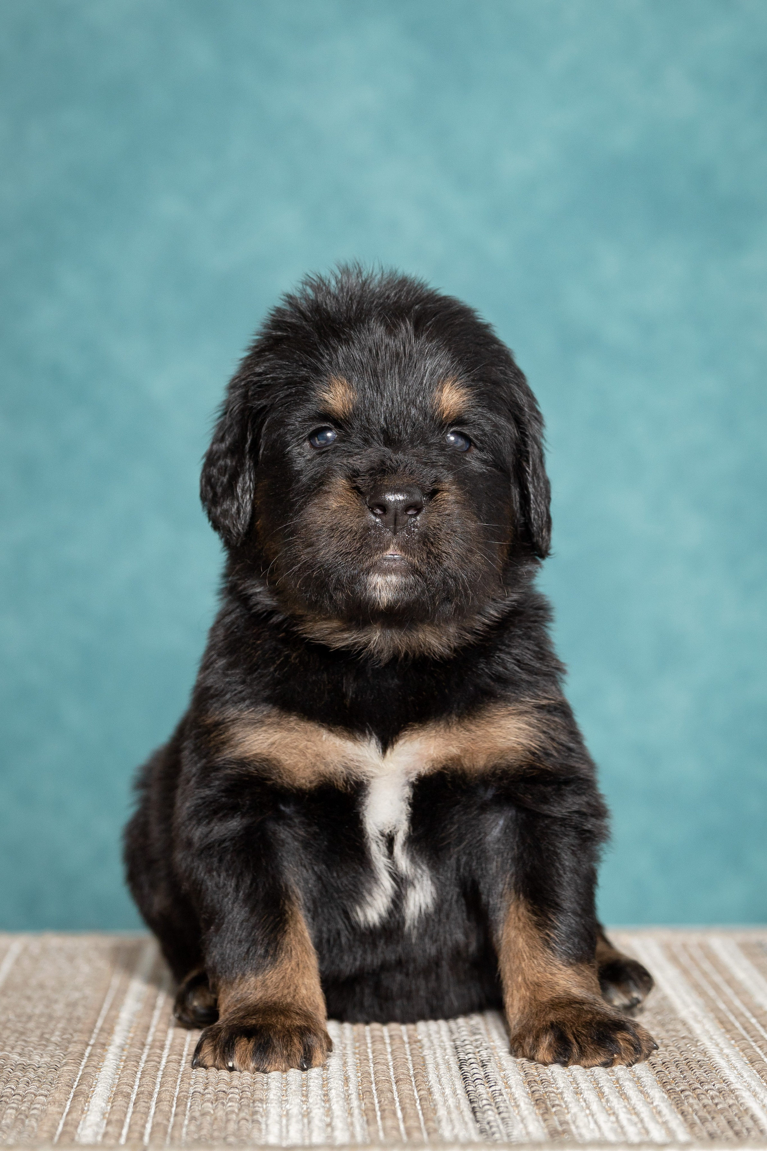 Тибетский мастиф. Юлия Микульская. Рыбинск